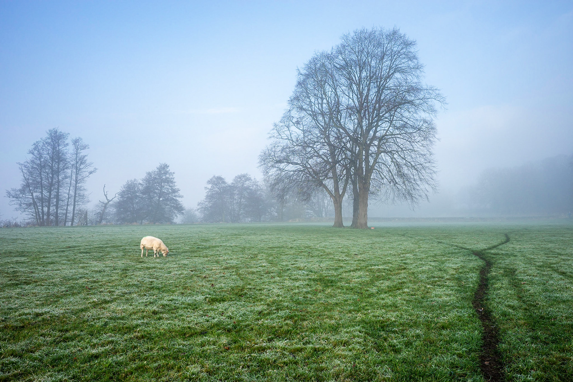Solitary Sheep