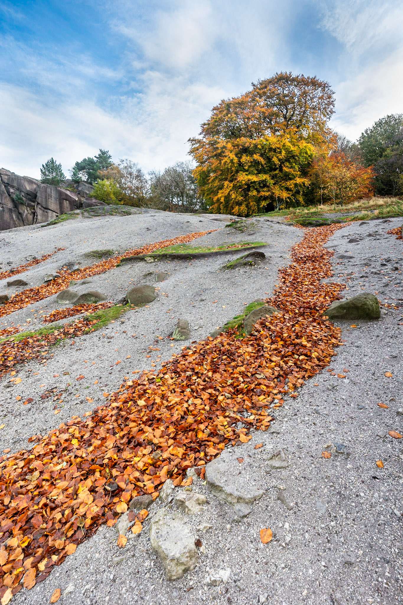 River of Leaves