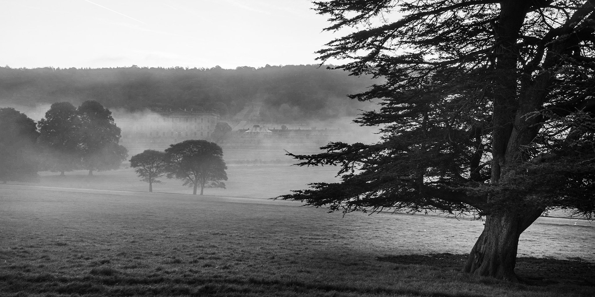 Fir in Chatsworth Park