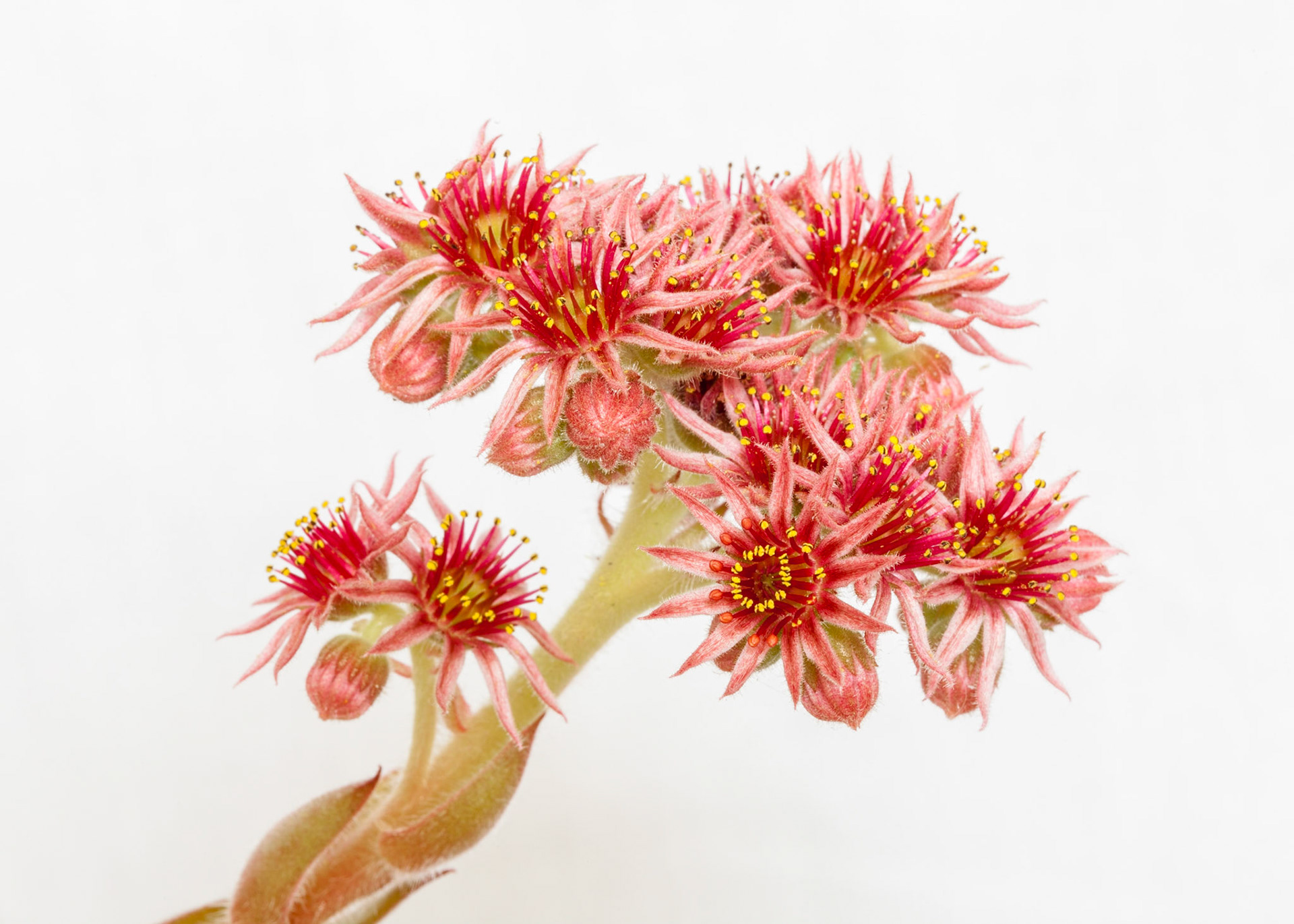 Sempervivum