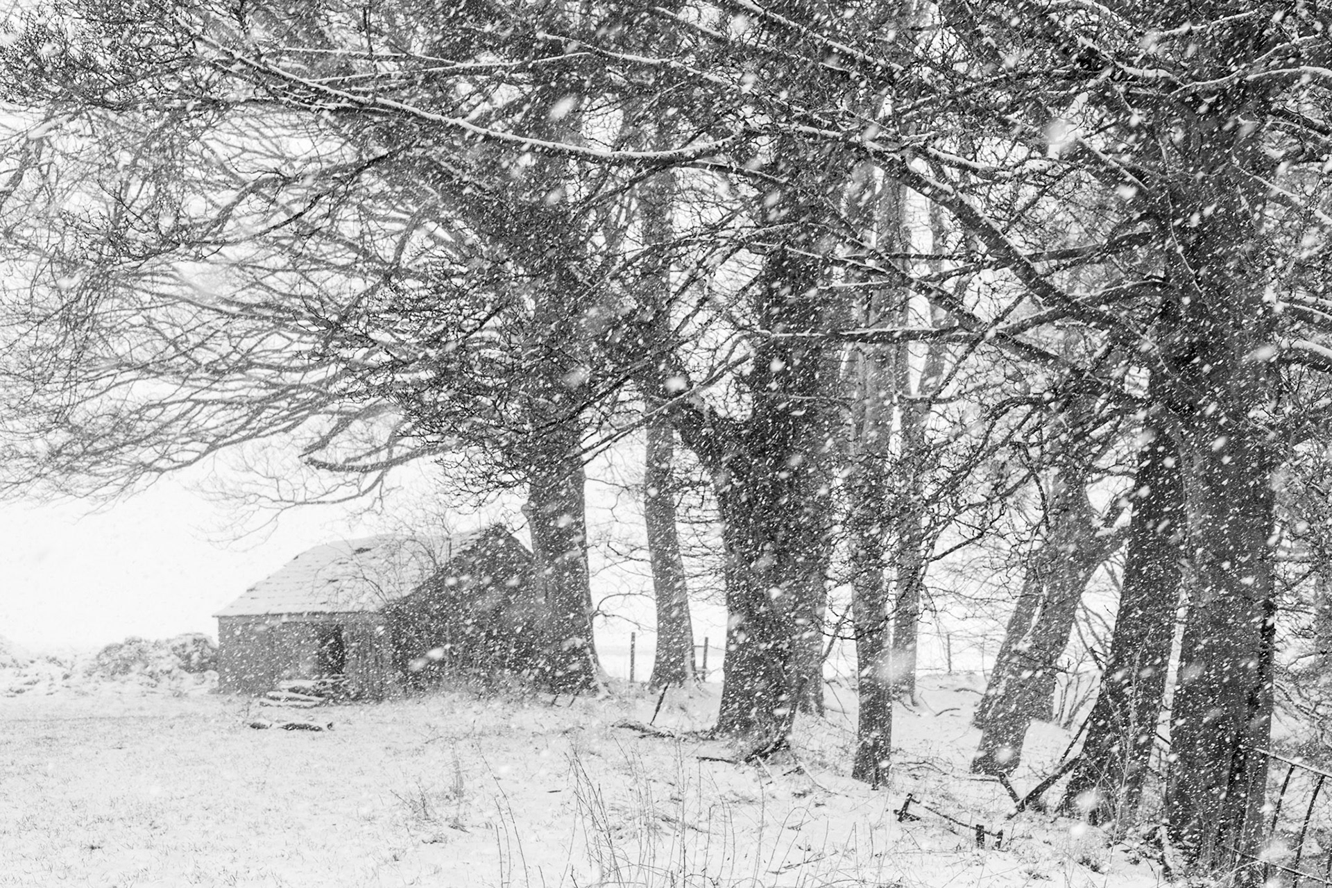 Field Barn in Snow