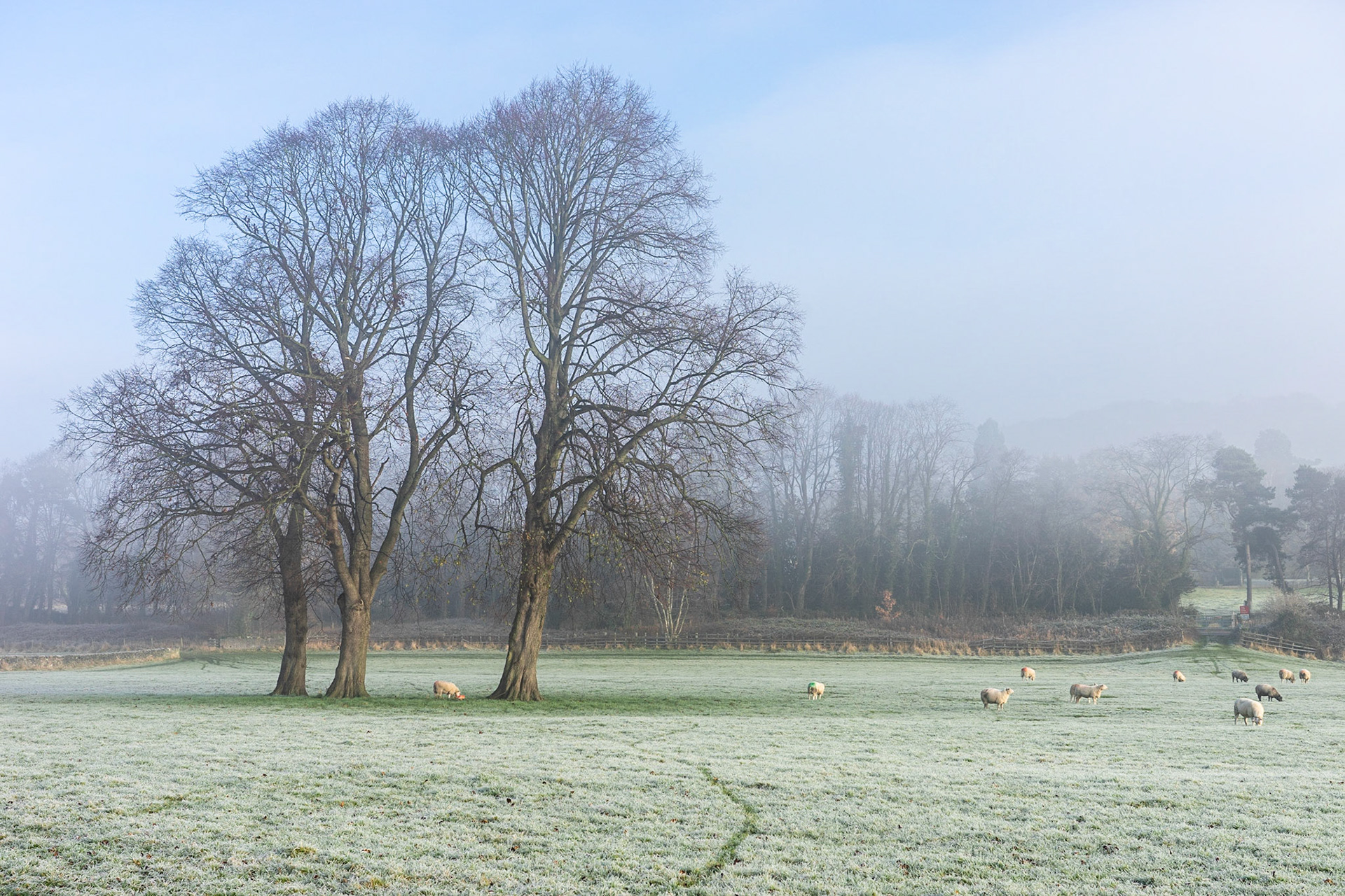 Sheep in the Meadow