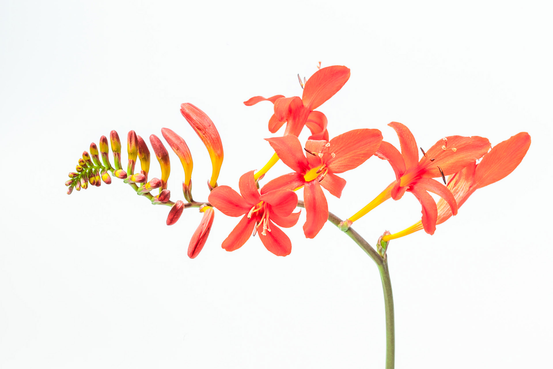 Crocosmia 'Lucifer' ii