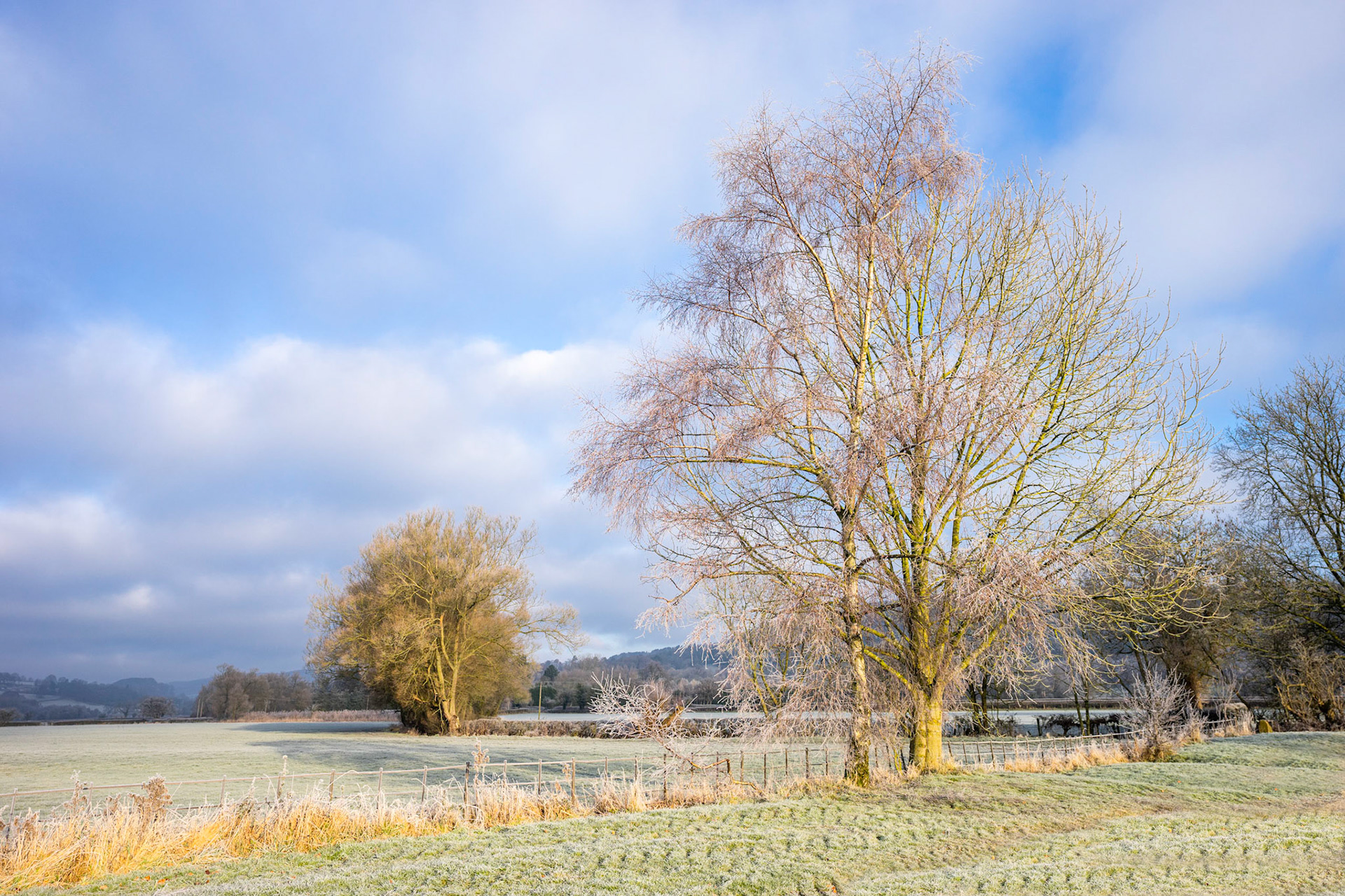 Icy Morning