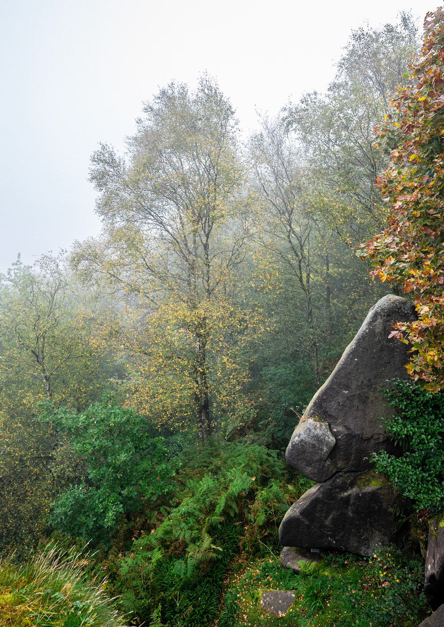 Silver Birch in Mist
