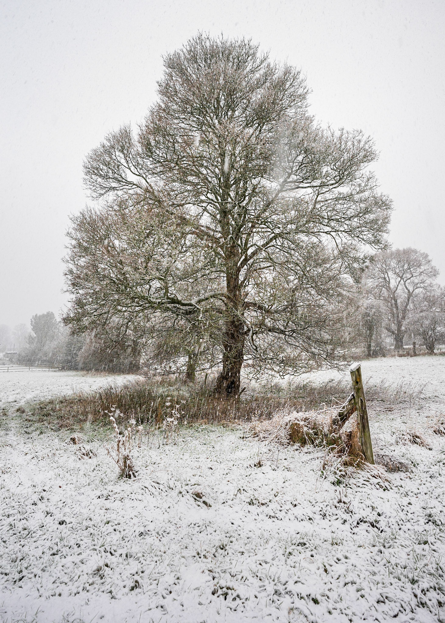 Tree and Gatepost