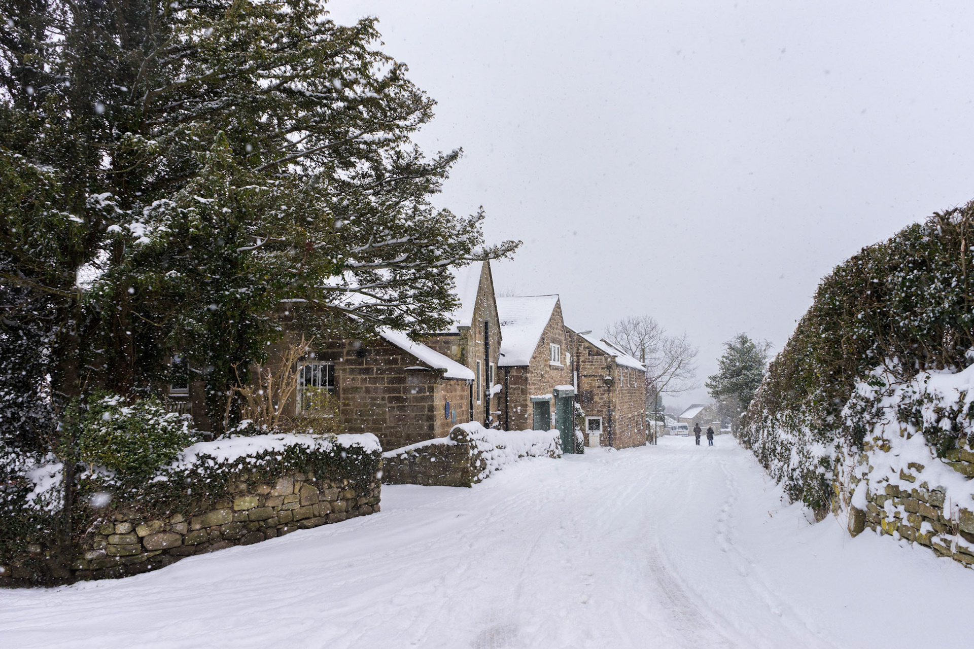 Blanketed in Snow