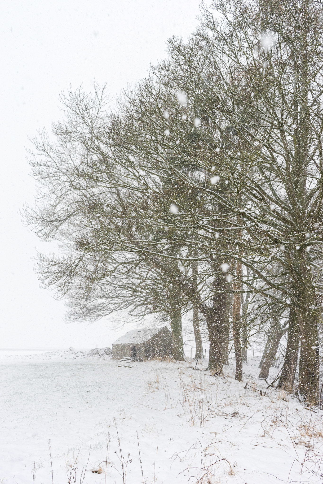 Field Barn in Winter