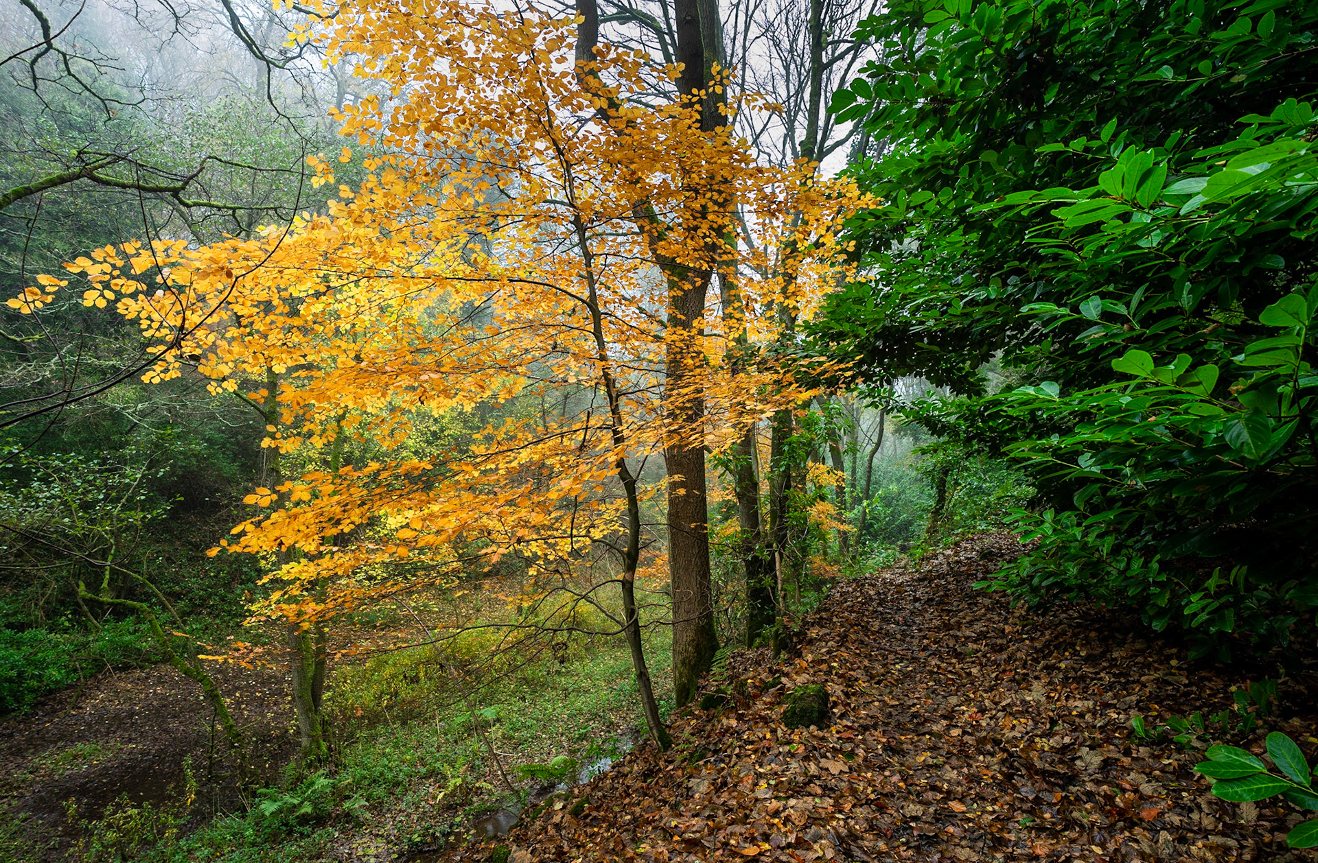 Orange and Green