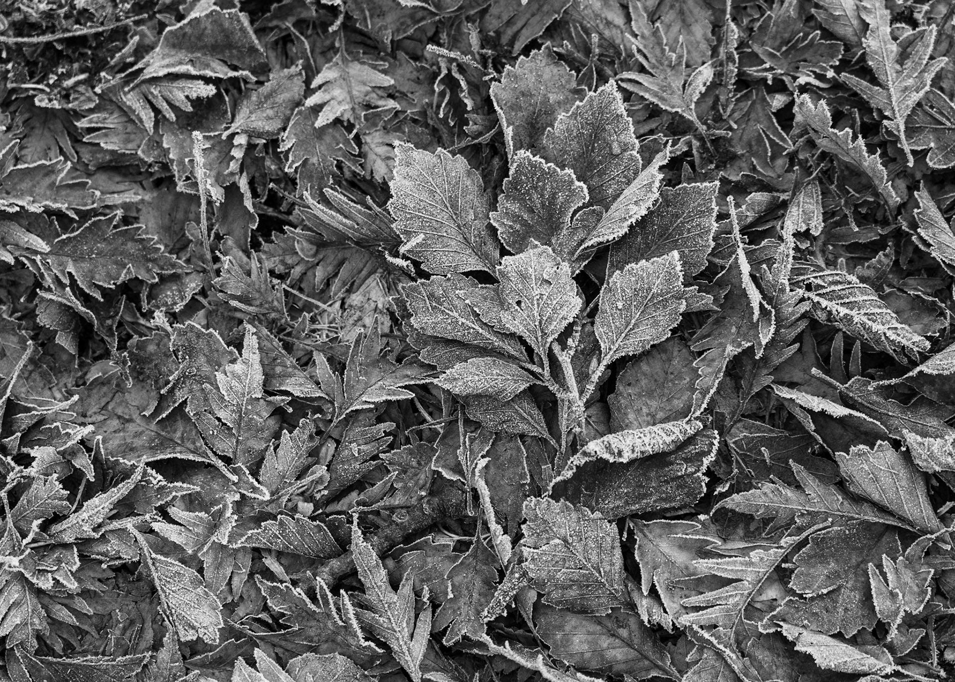 Winter Leaves