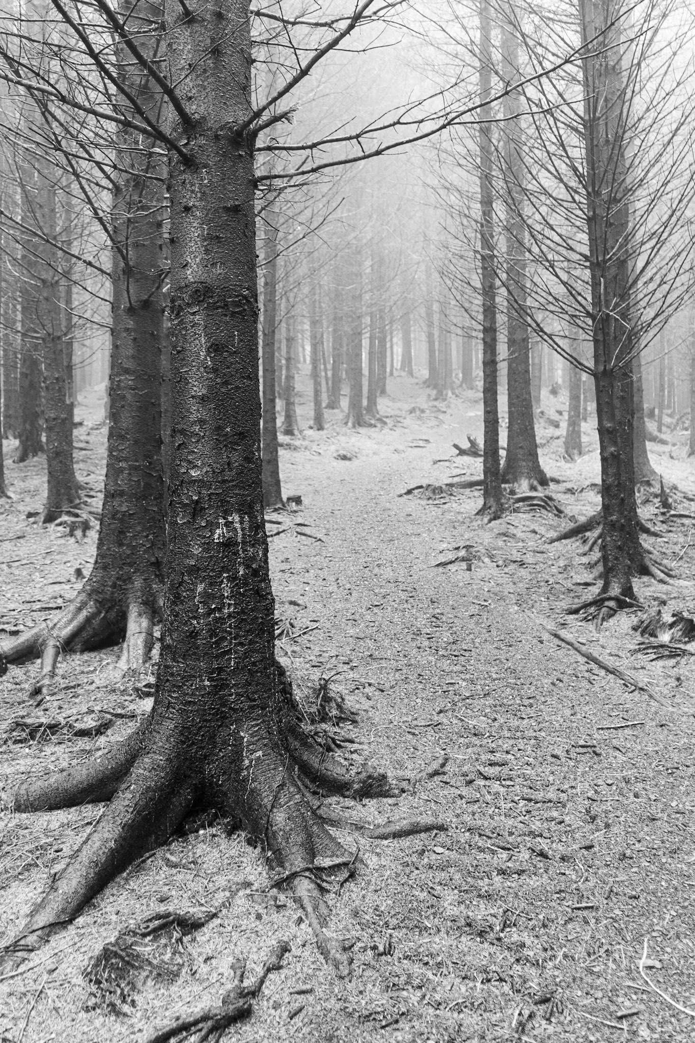 Forest Path