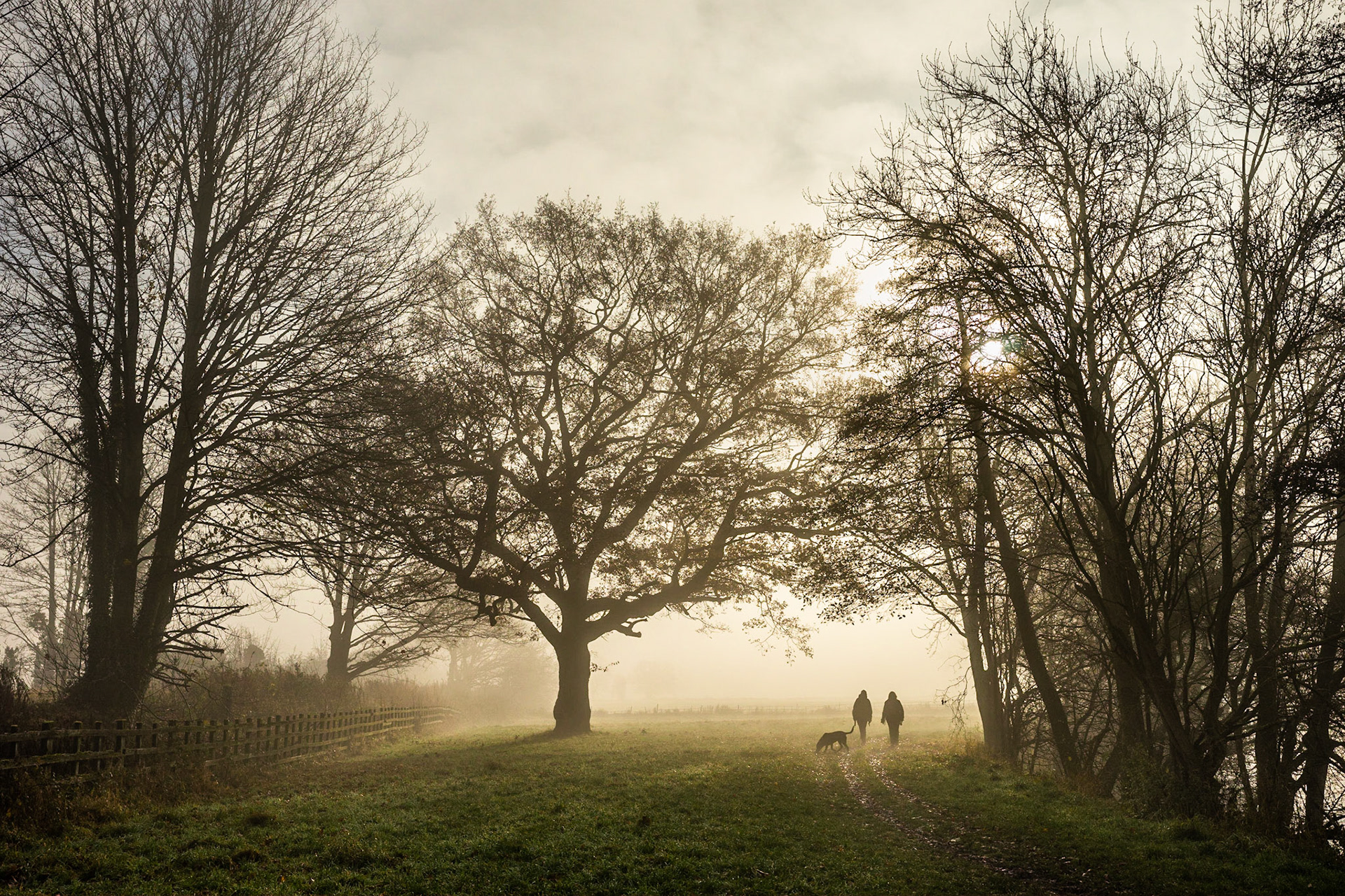 Golden Mist