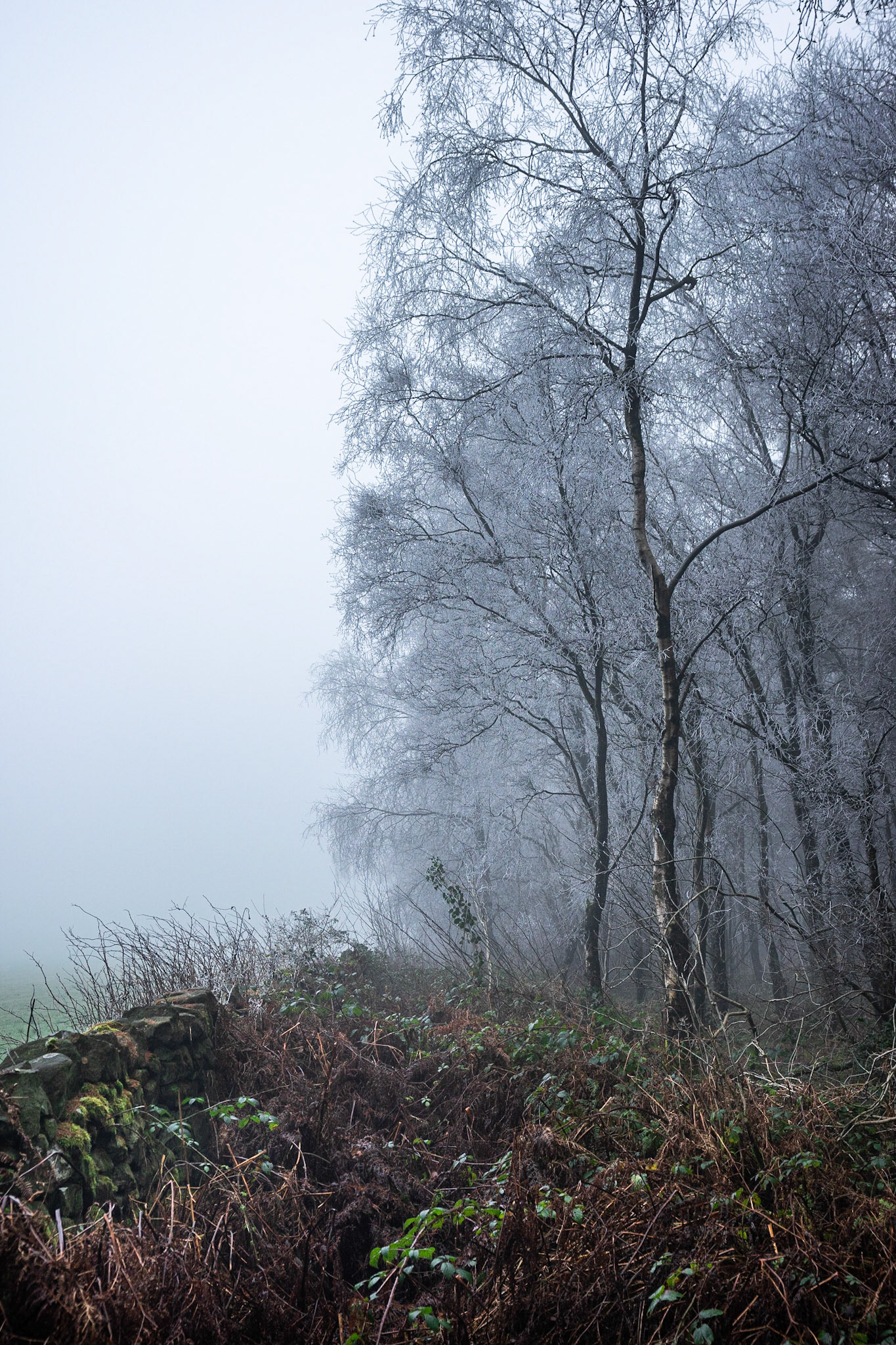 Undergrowth