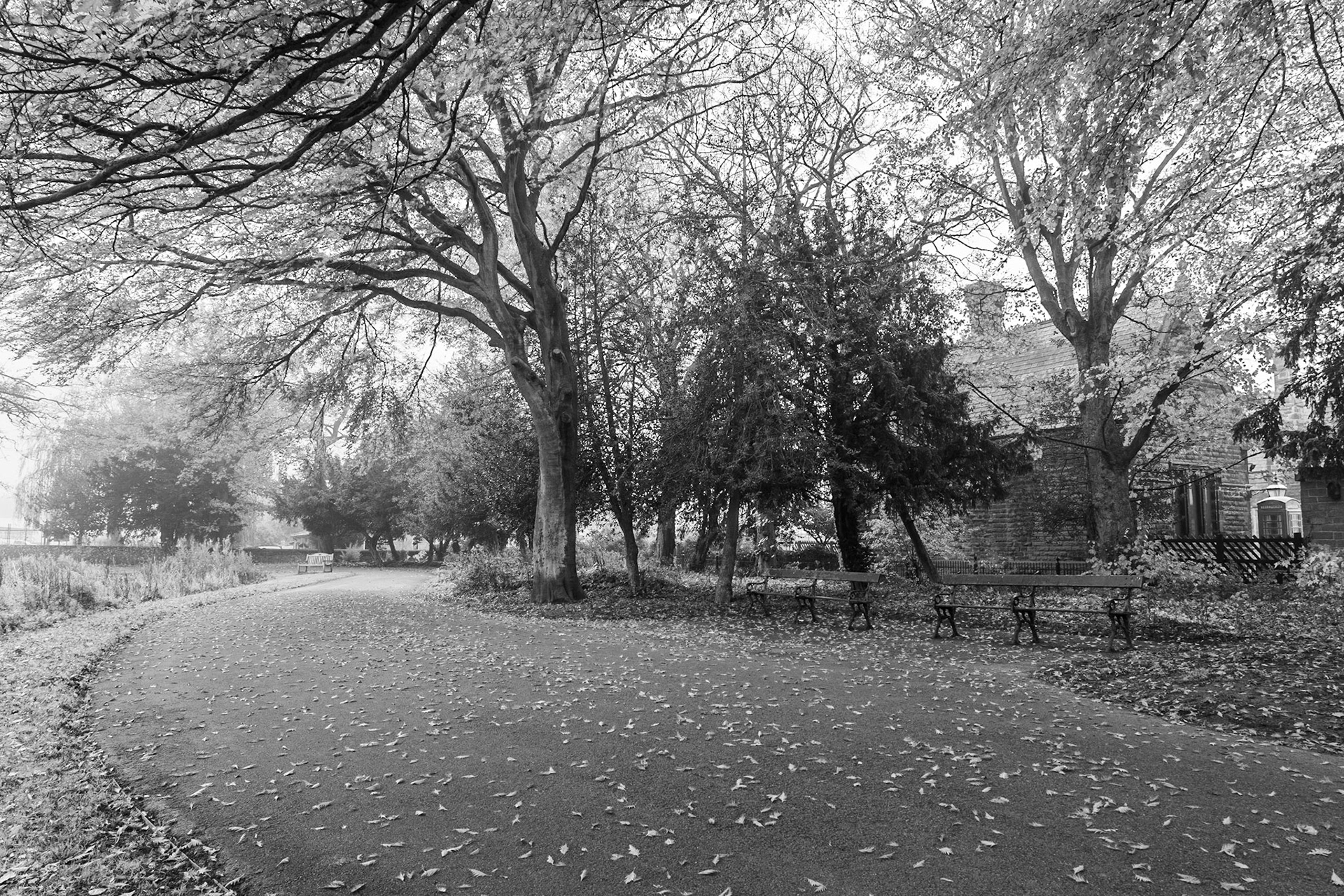 The Station through the Trees