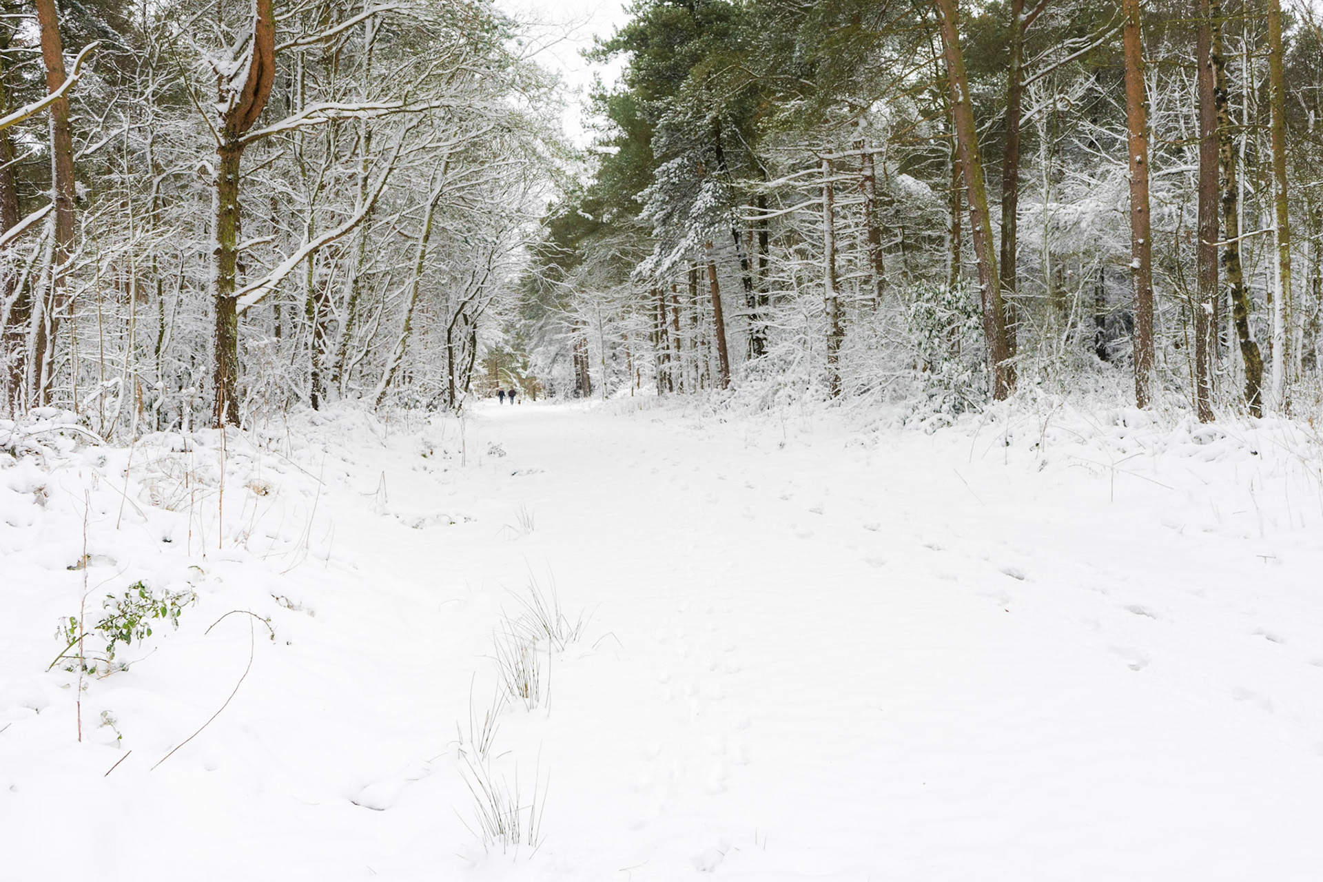 Forest Walk in Snow