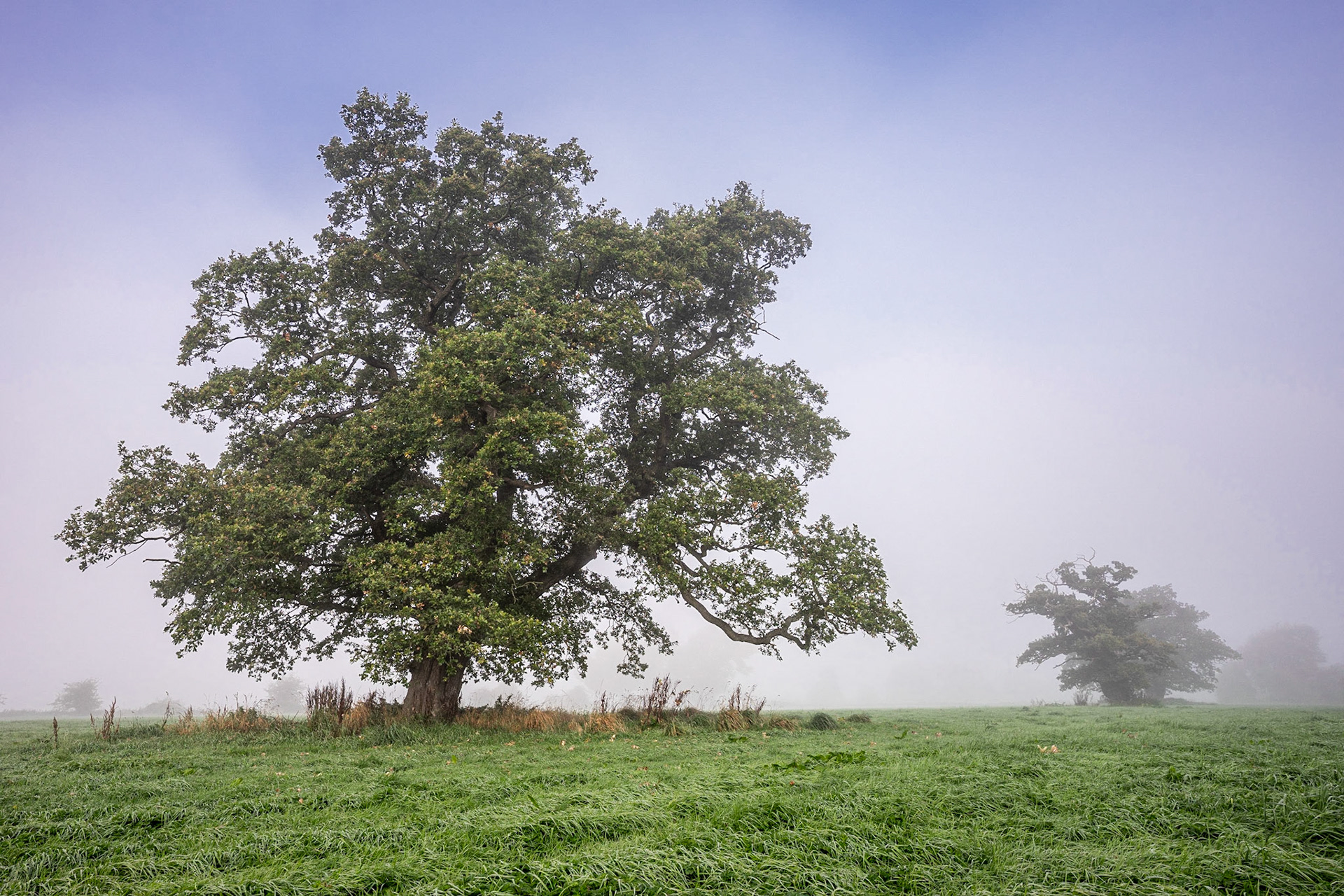 Trees in Mist