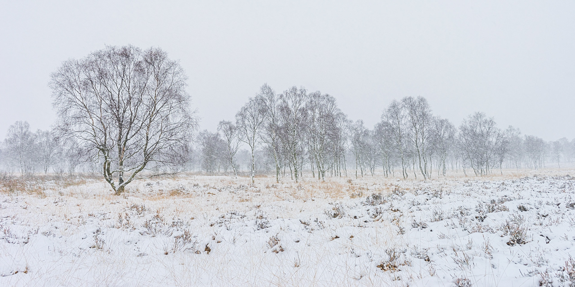 Moorland Snow