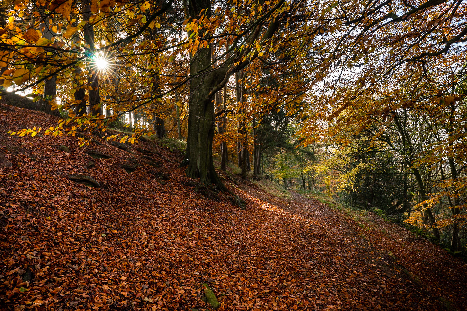 Autumn in Ladygrove Wood