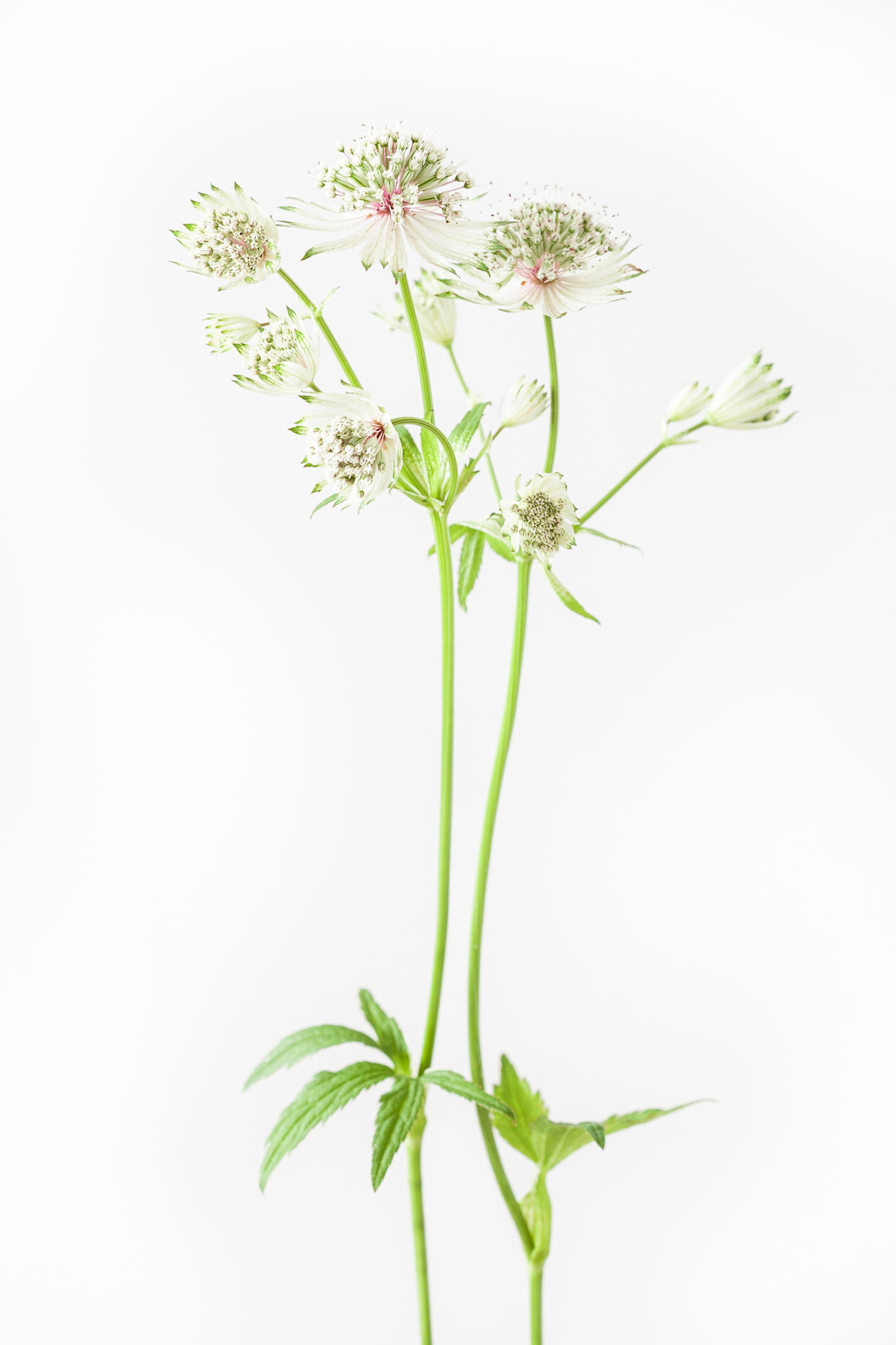 Astrantia Major