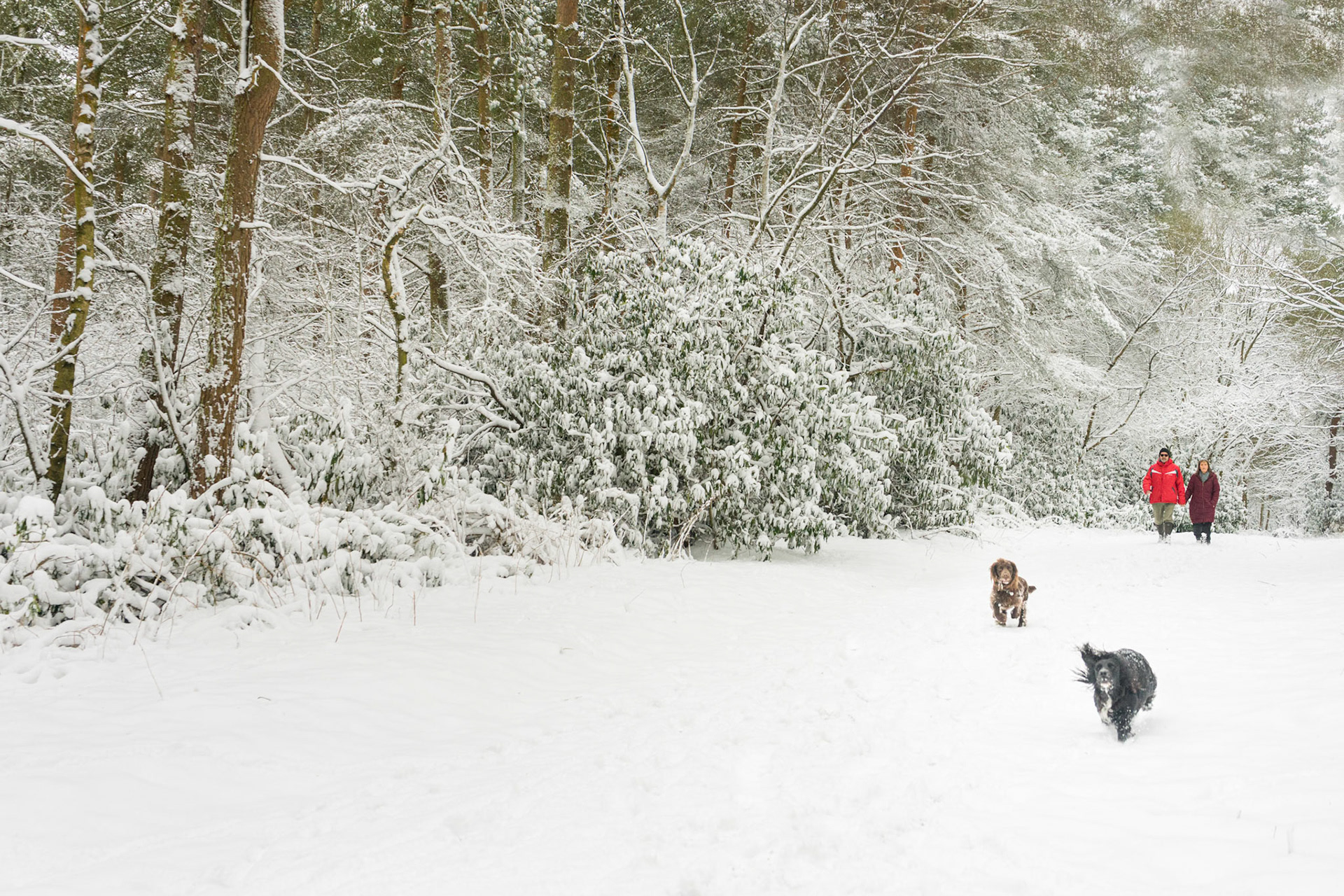 Winter Wonderland