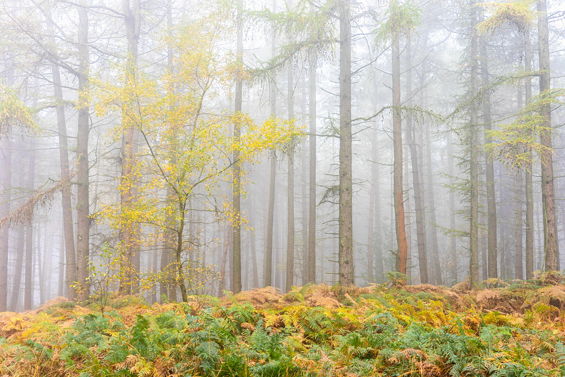 The Sapling