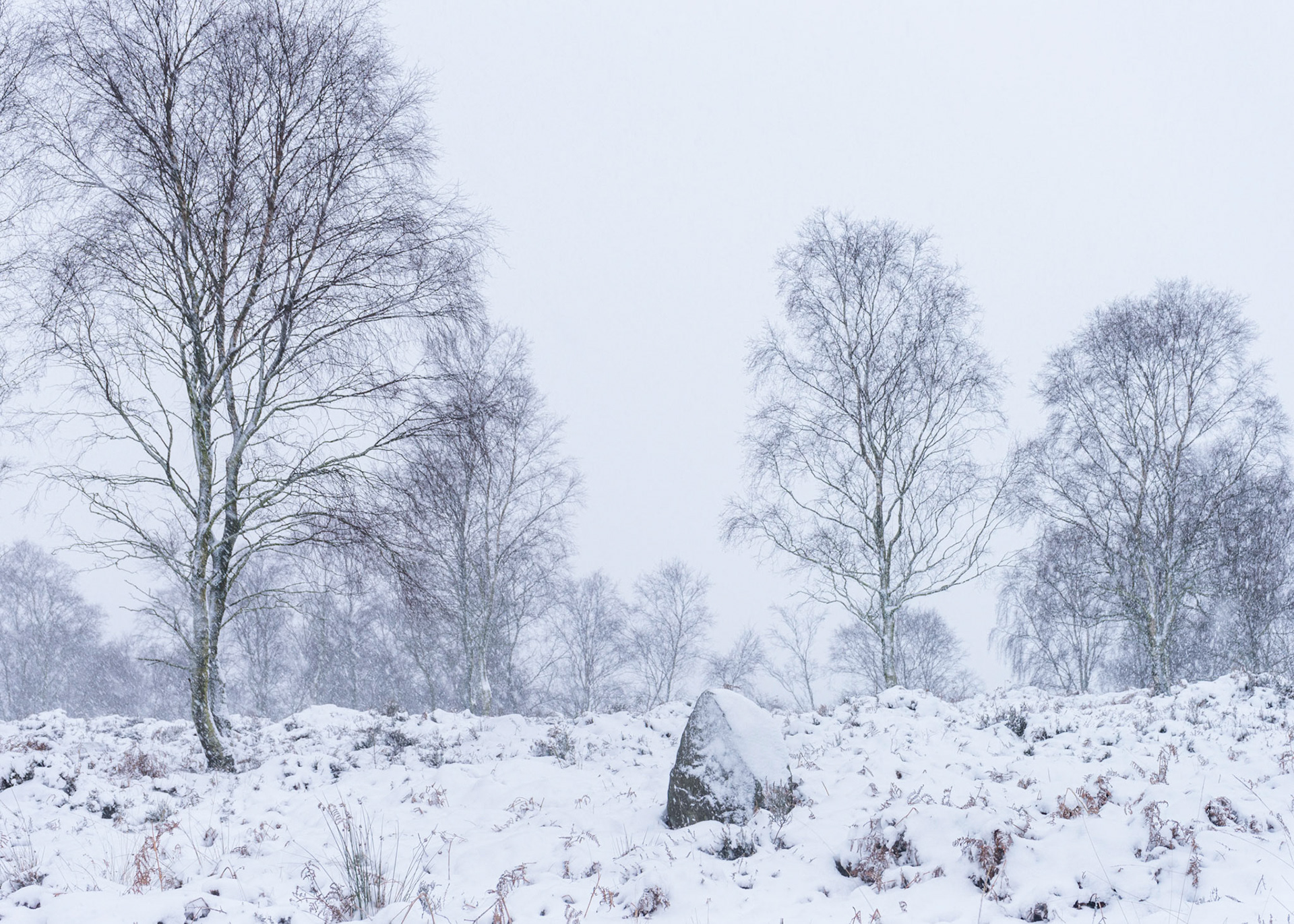 Silver Birch Thicket
