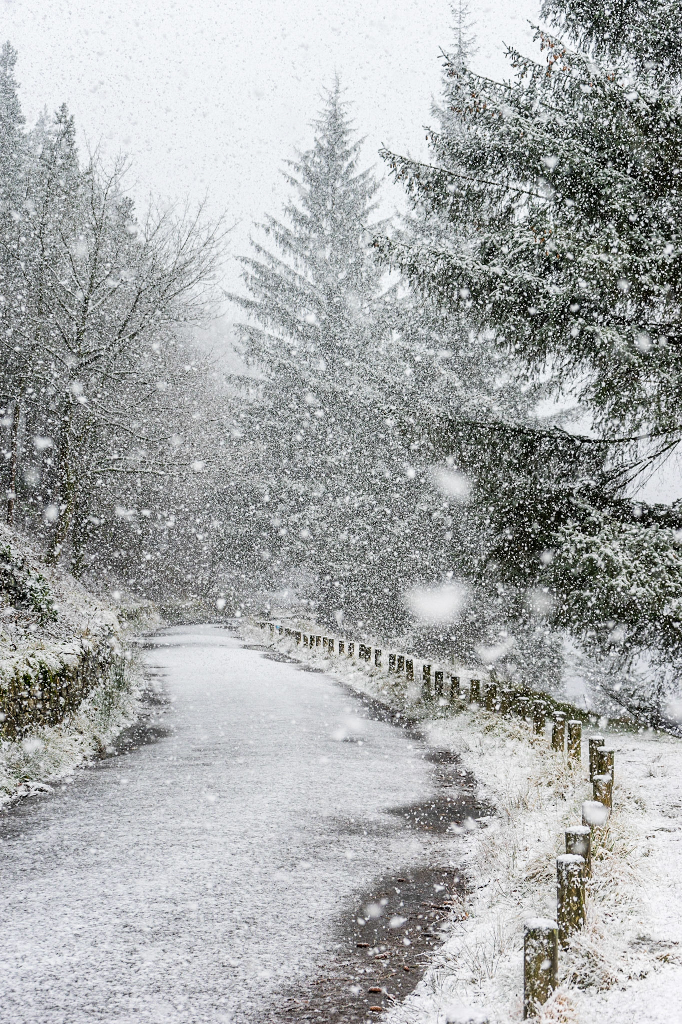 Let it Snow
