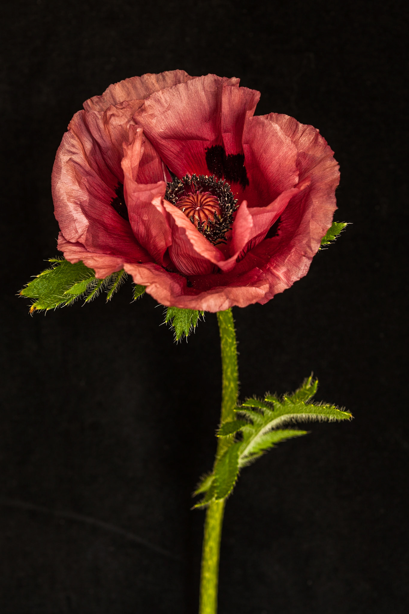 Ornamental Poppy