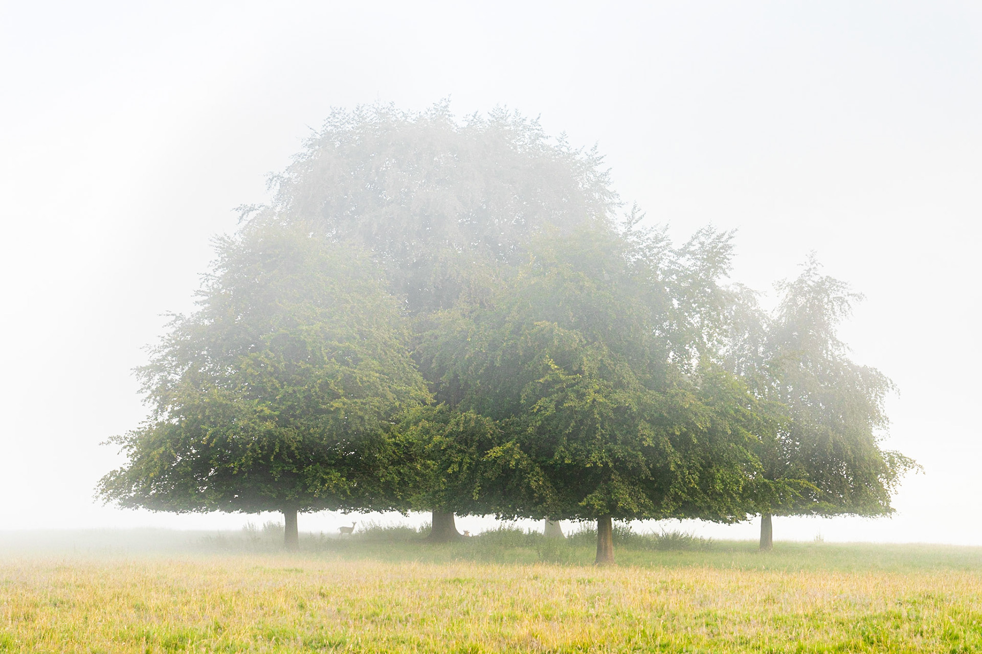 Deer in Mist
