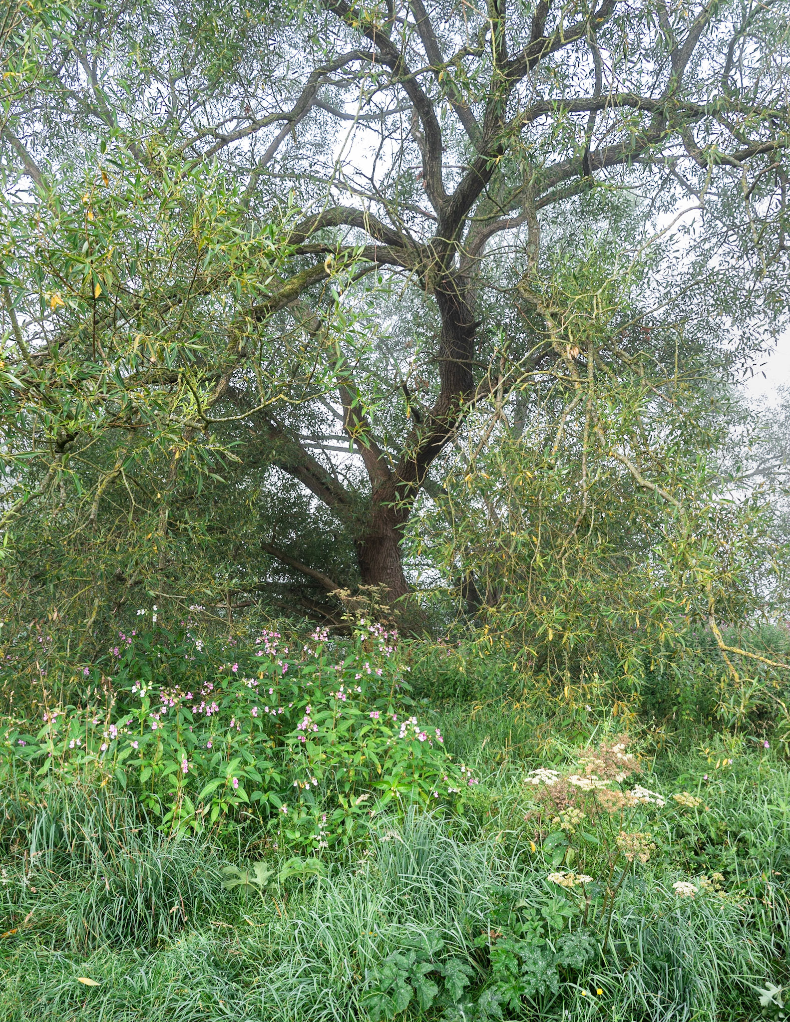 Balsm and Willow