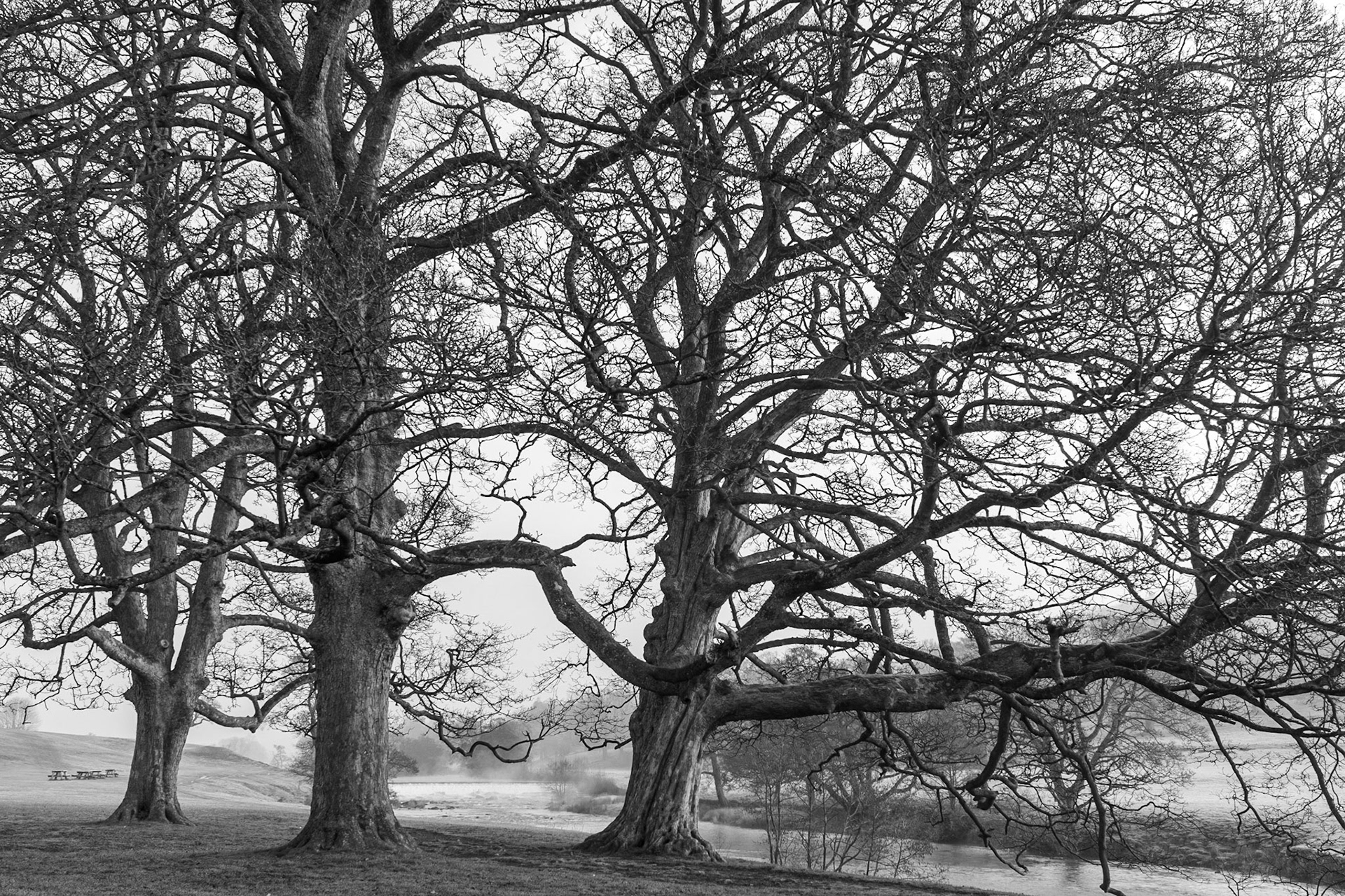 Weir Through Trees