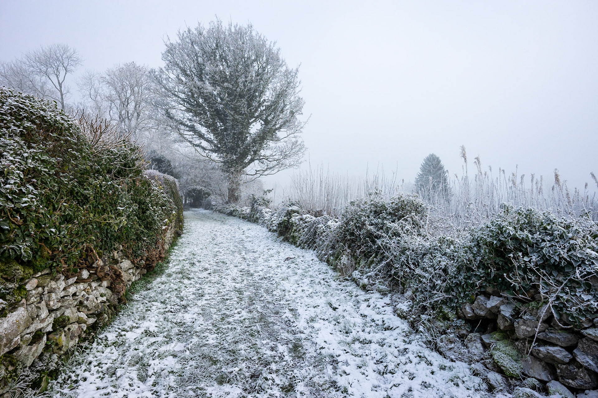 Misty Walk