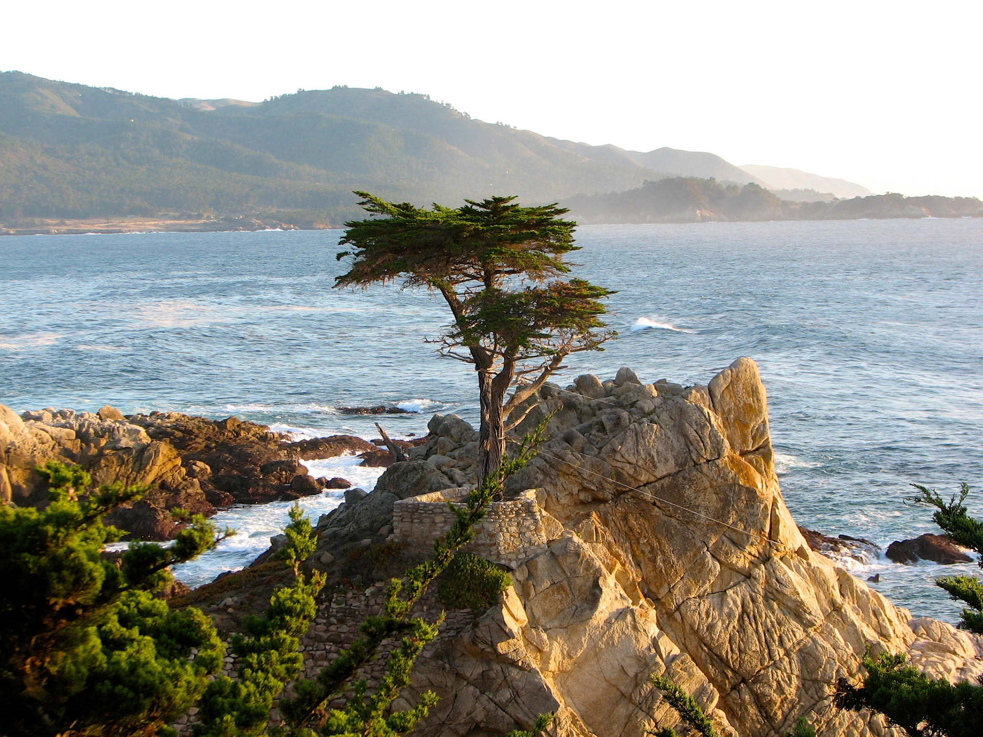 The Lone Cypress