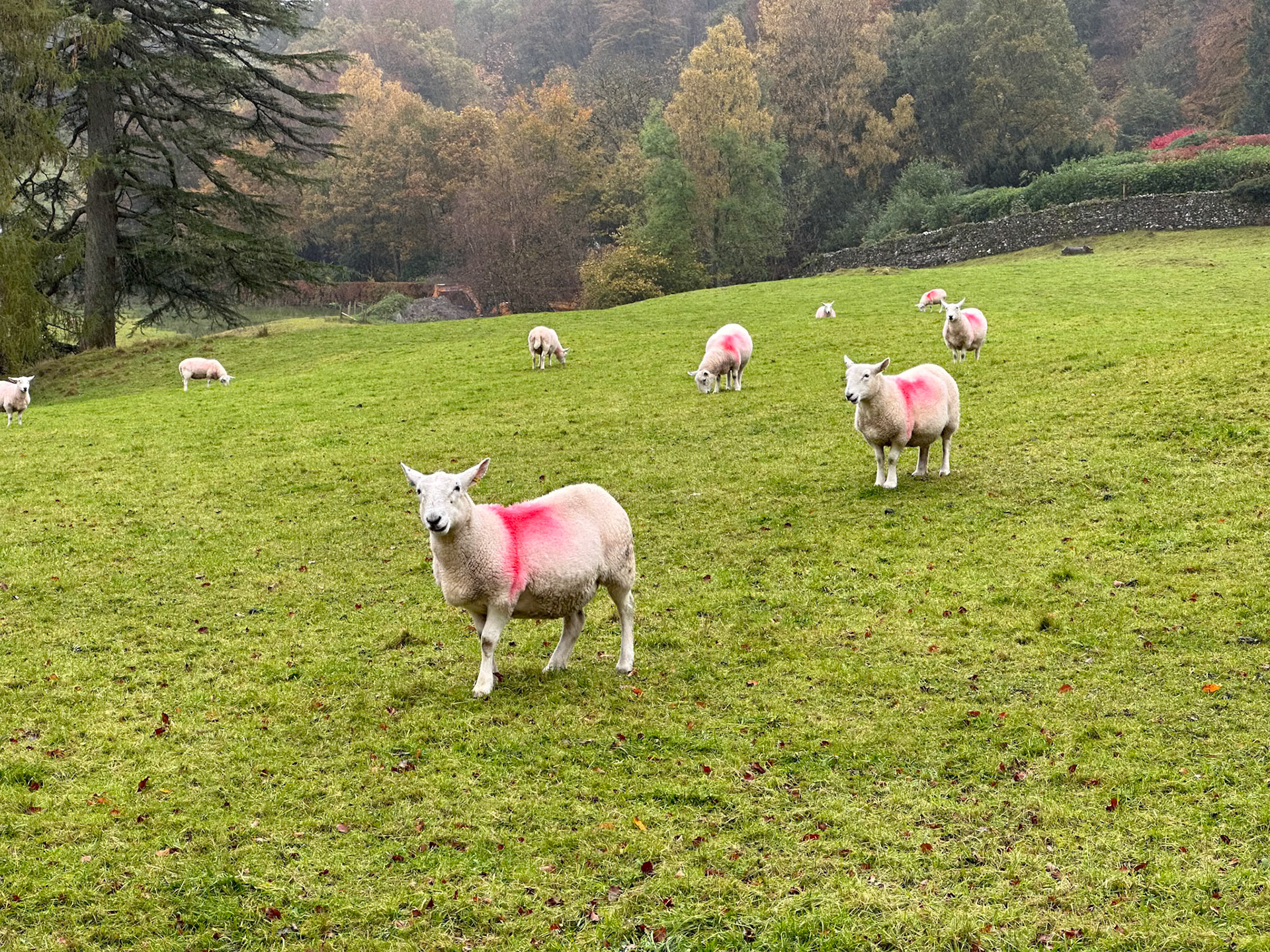 Sheep power