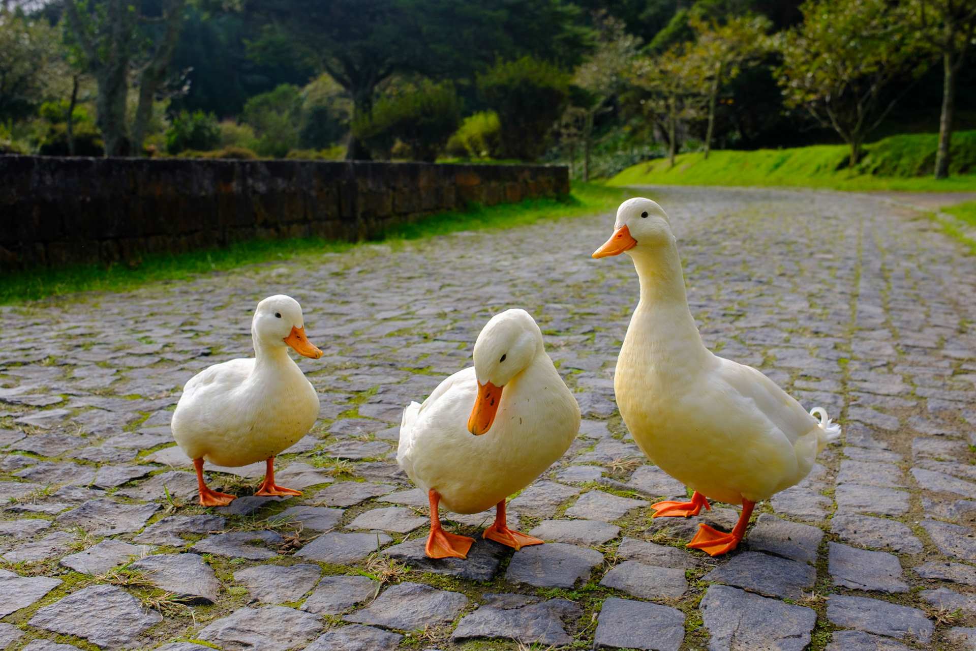 São Miguel, Portugal