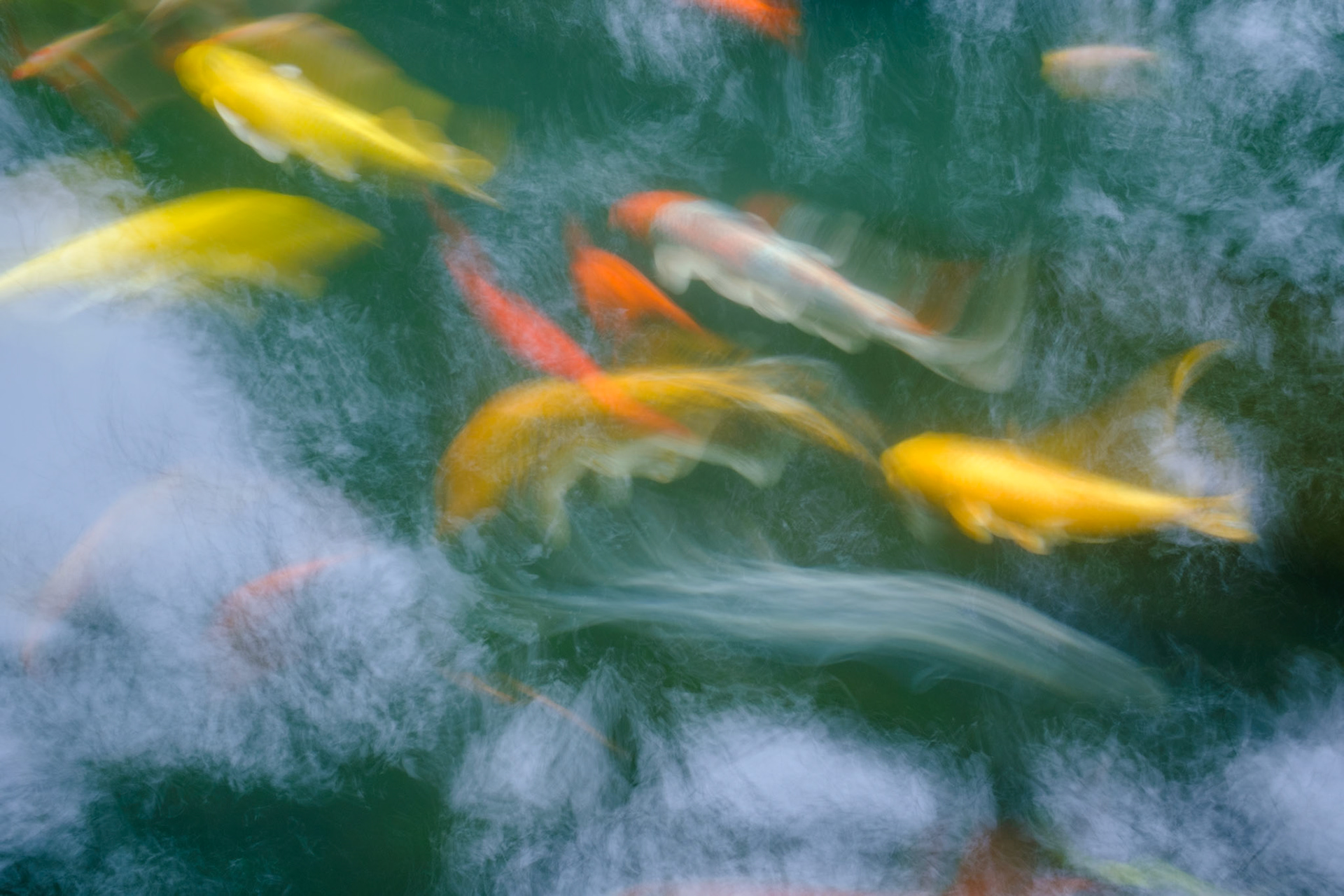 Koi Pond Long Exposure, Taipei