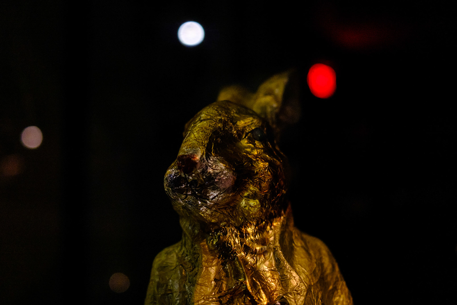 Easter Bunny at Night, Cambridge