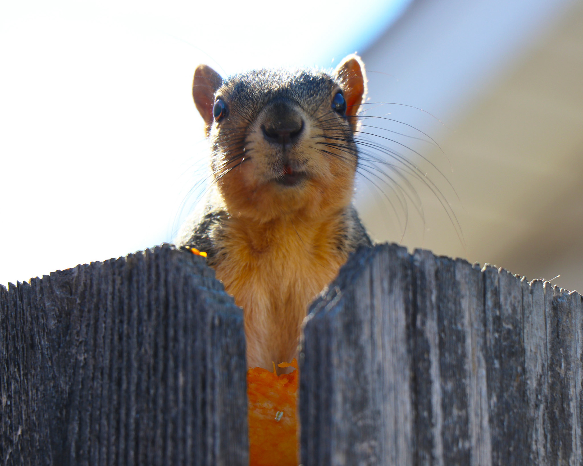 Jerry the squirrel lives by my apartment in Fort Collins and he loves to eat. This time he is on top of the dumpster fence eating a discarded pumpkin.