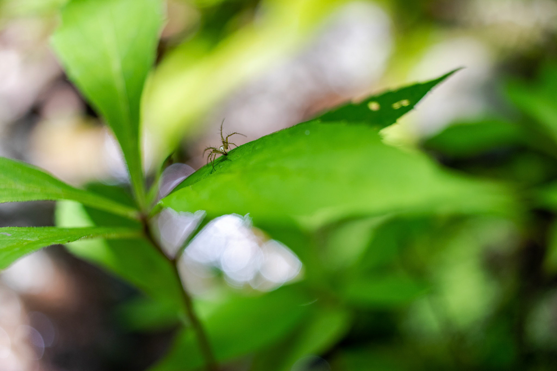 A spider bouncing along on a plant near a stream.