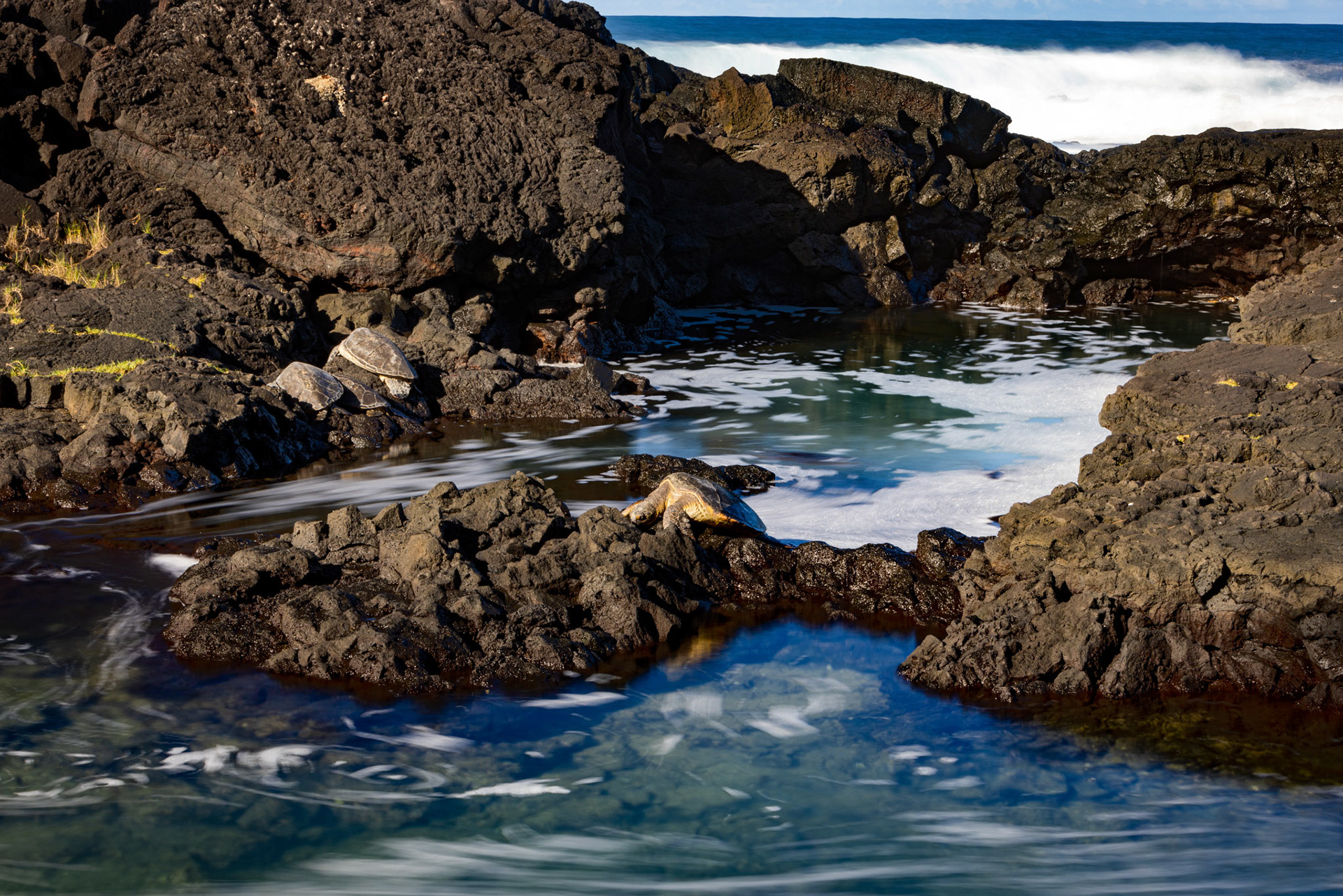 Can you spot all the turtles in Hilo, Hawaii?