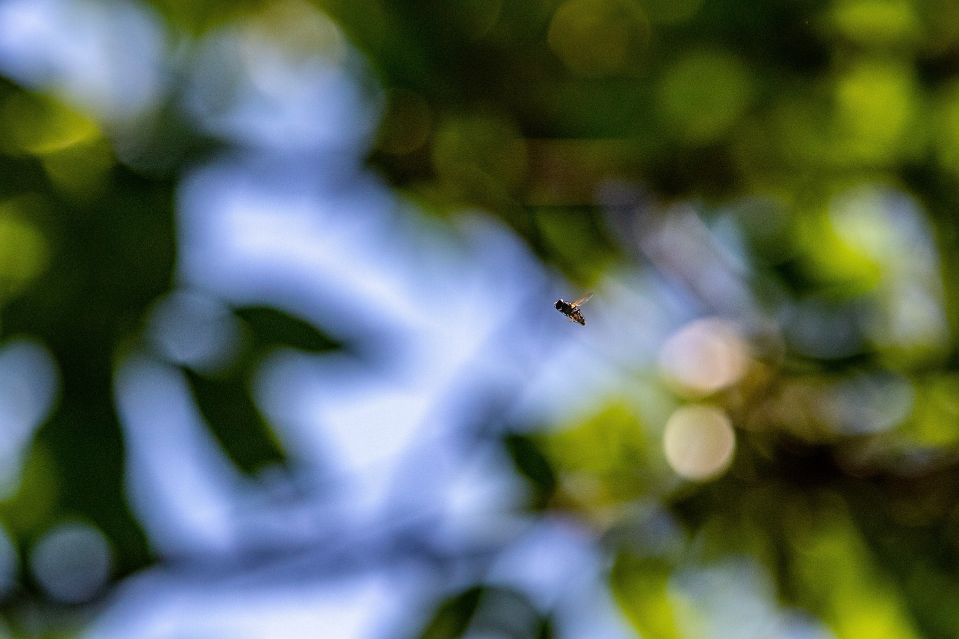 Eventually, The Lord of the flies flew away leaving me struck at the character that even a little fly could have.