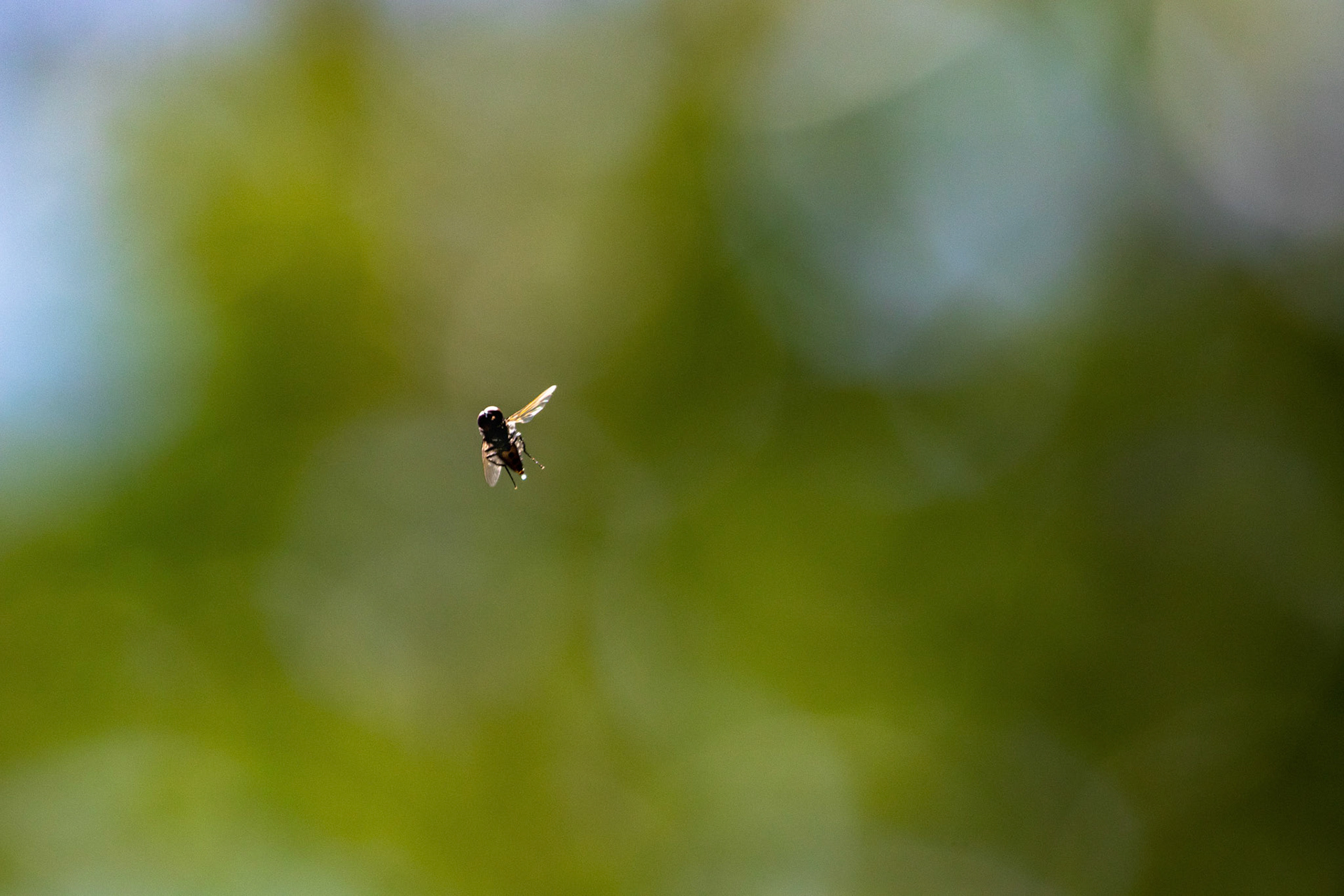 The same fly continued to be an excellent model, as it danced through the air.