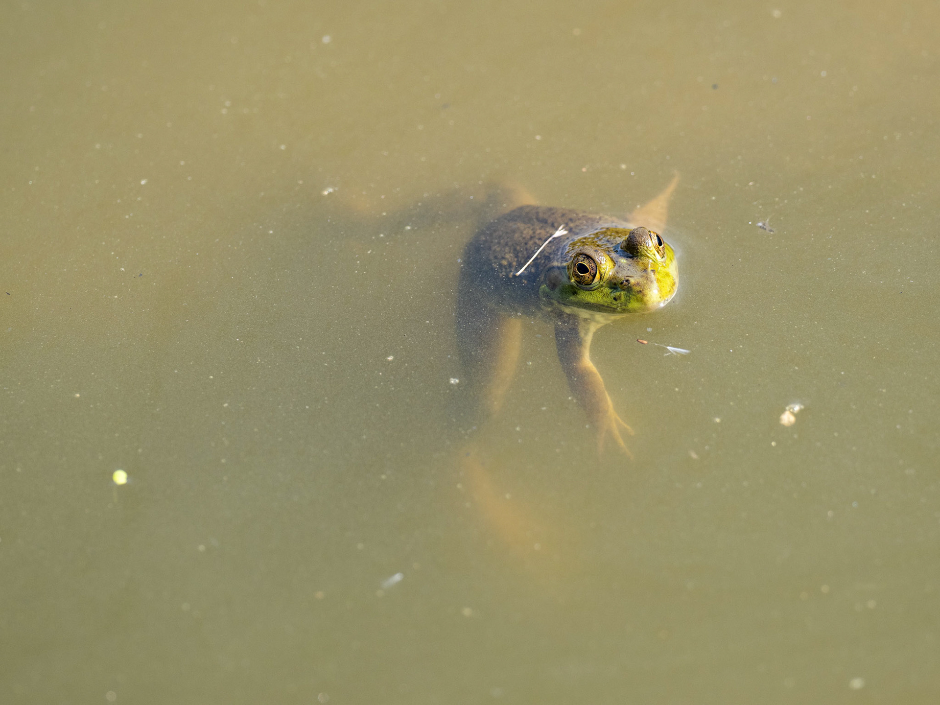 In an unsuspecting pool of water in the middle of suburbia ribbits echo out from dozens of croaking frogs. 