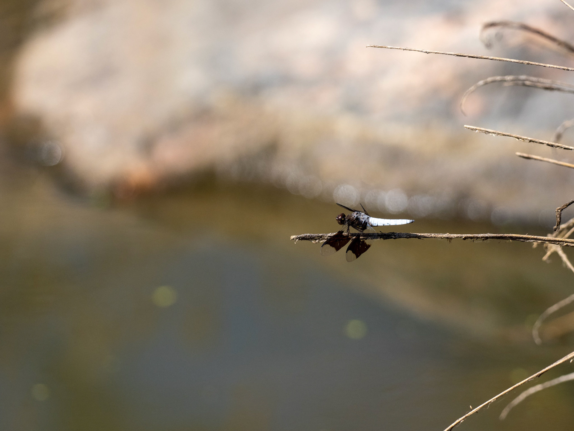In the same pool of water, this dragonfly wisely perches itself above the onlooking frogs below