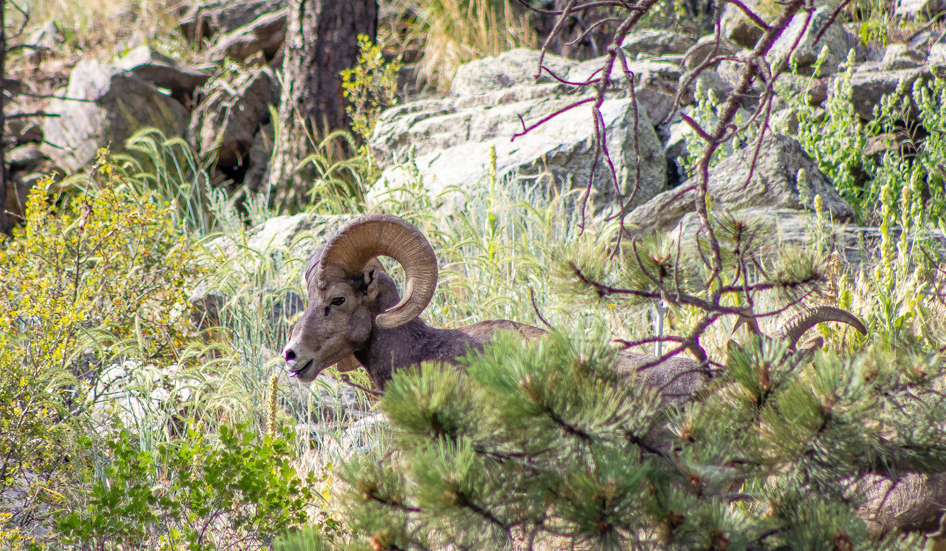 A ram emerges from the brush in search of something to eat as he licks his lips in Estes Park, Colorado.