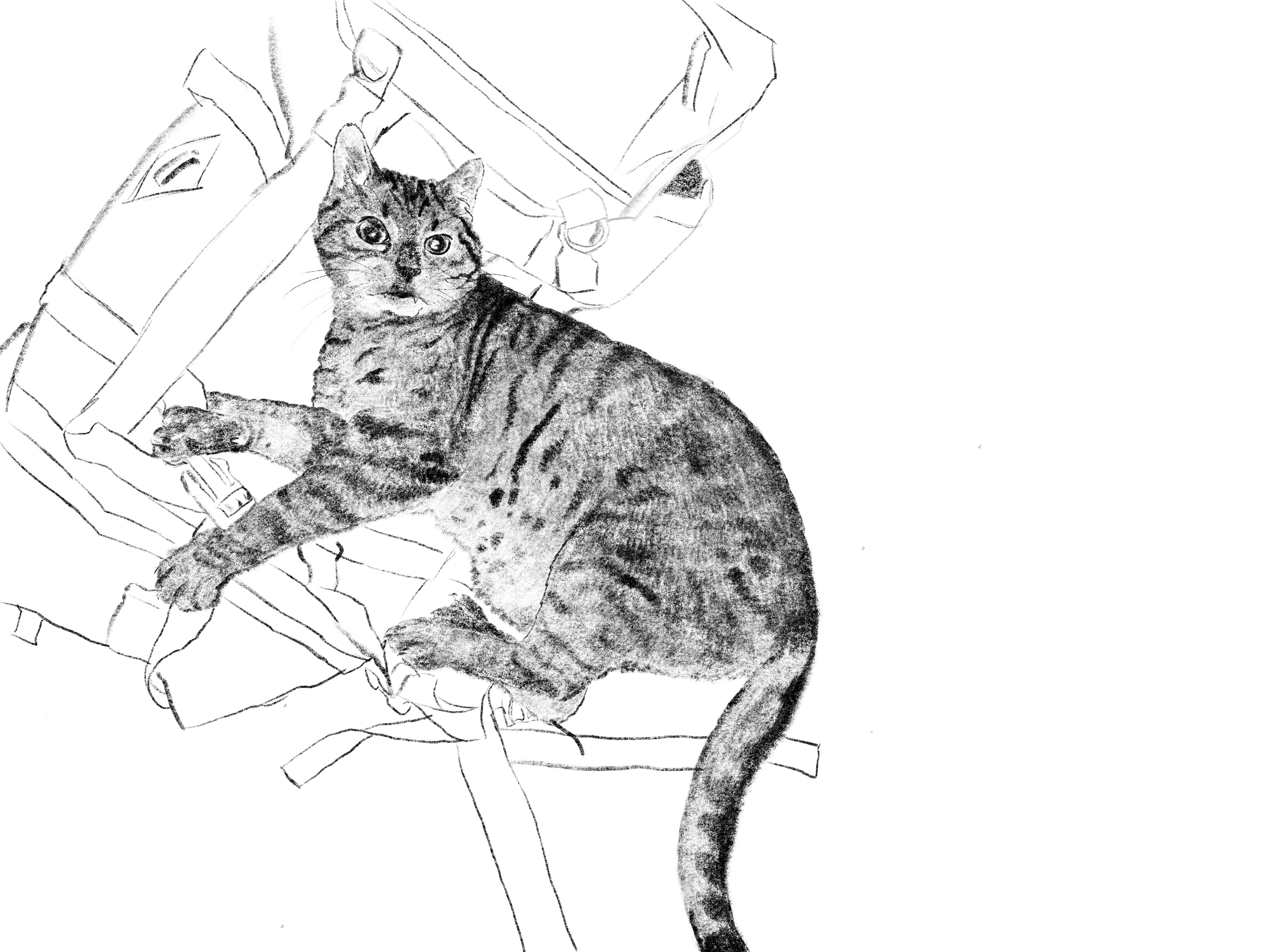 Adrianna Menażyk Borys&Radezz, seria autorskich ilustracji, I r. SW mgr