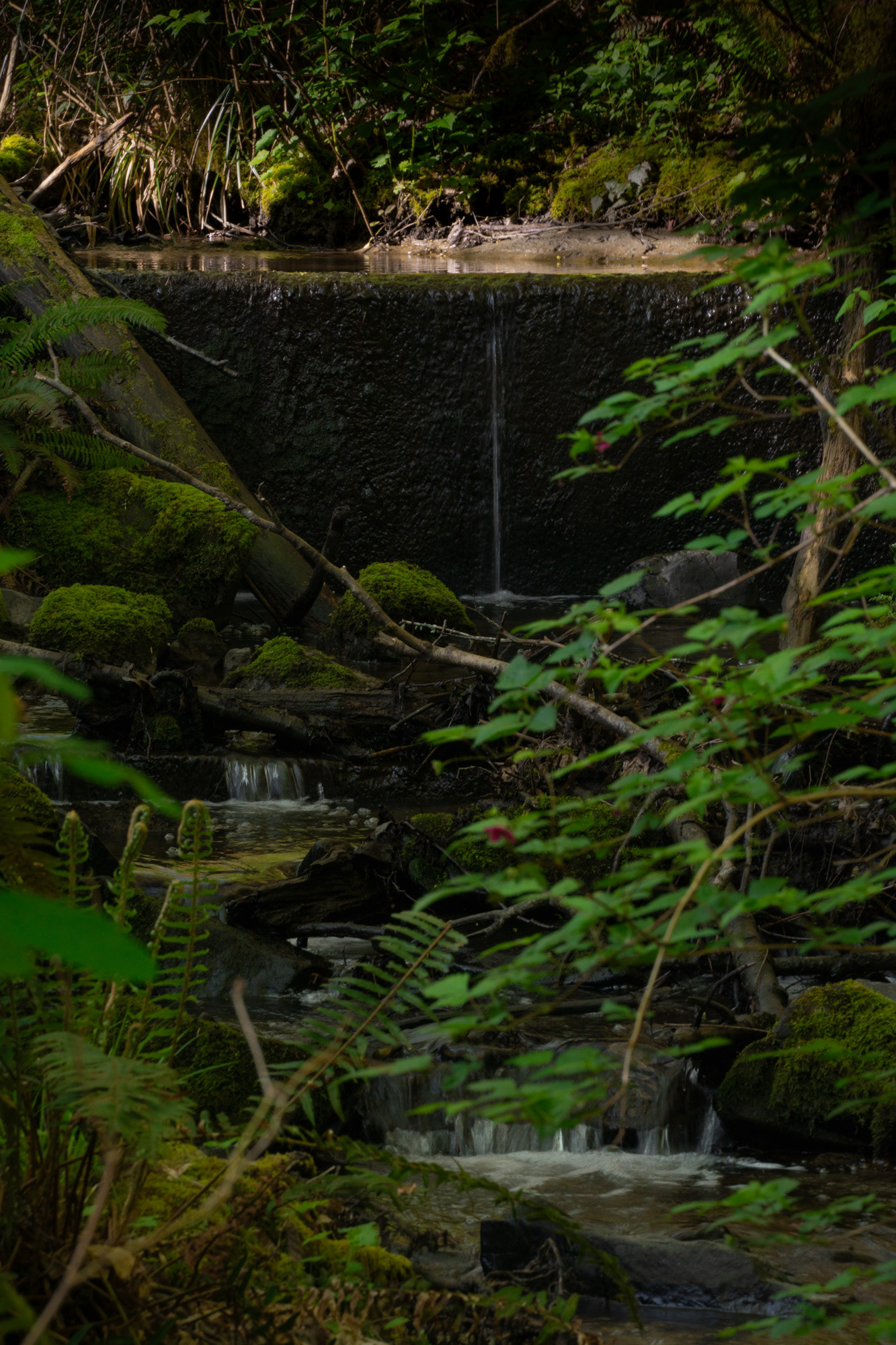 Japanese Gulch Trail #3, May 2023
