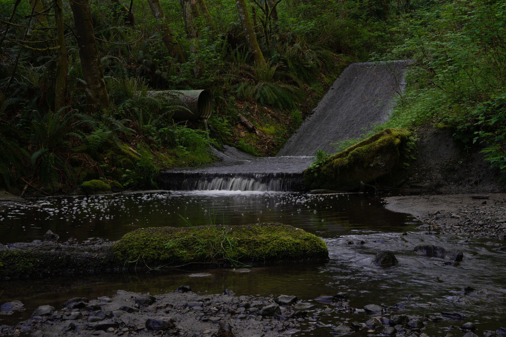 Japanese Gulch Trail #2, May 2023