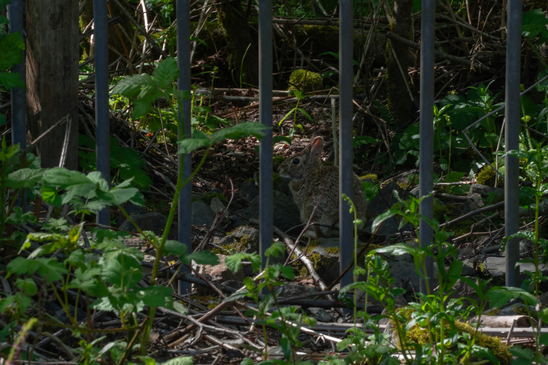 Eastern Cottontail #2, May 2023