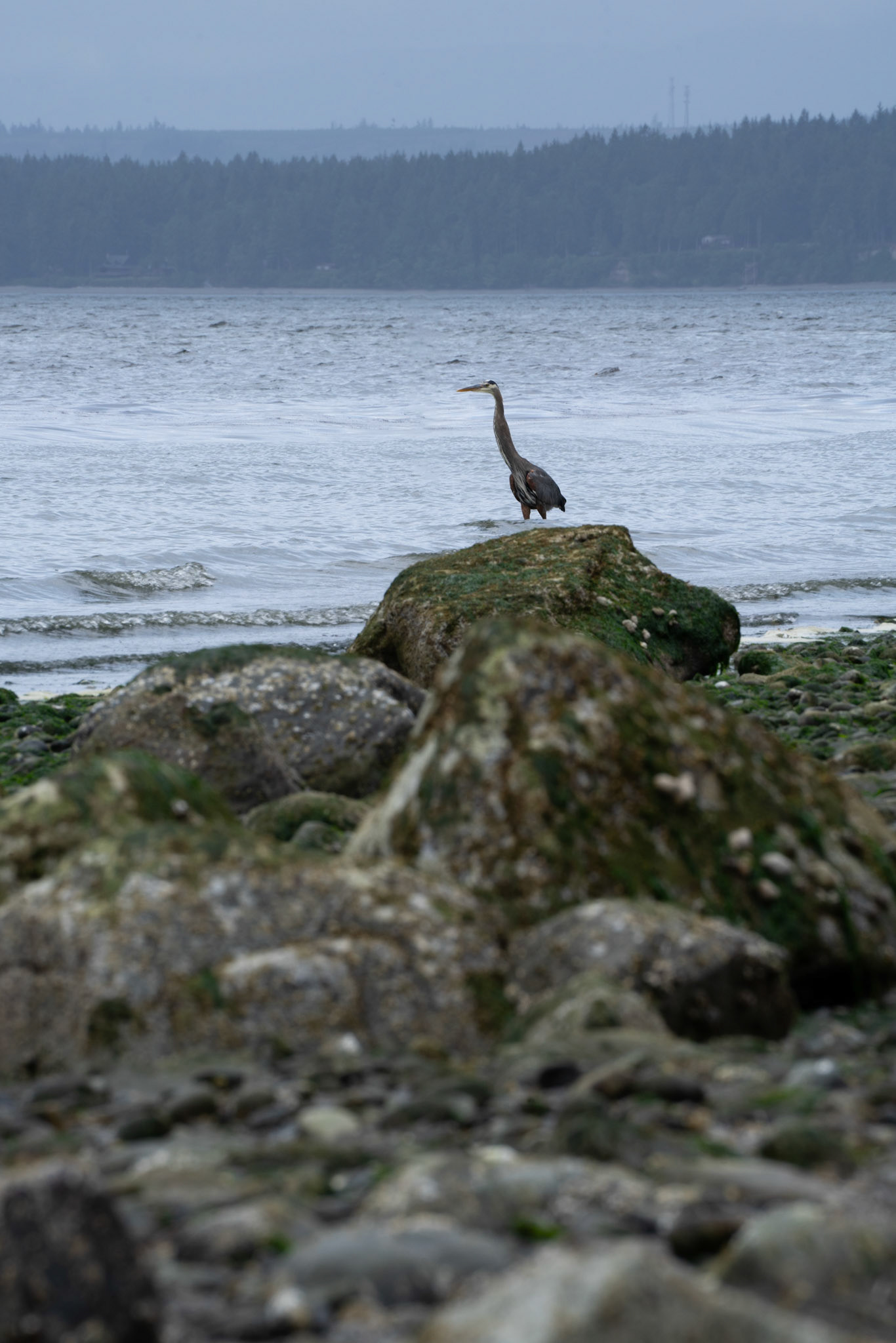 Great Blue Heron, June 2023